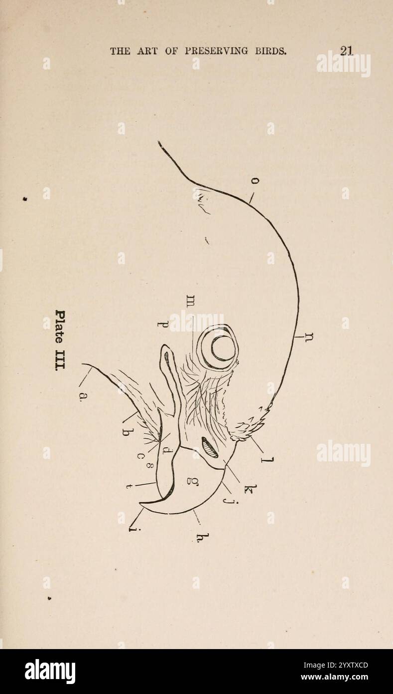 Der Naturführer in der Sammlung und Erhaltung von Objekten der Naturgeschichte, Boston, Fields, Osgood & Co, 1870, Vögel, Sammeln und Konservieren, Massachusetts, Präparate, zoologische Exemplare, die Abbildung zeigt ein detailliertes anatomisches Diagramm eines Vogelkopfes mit Buchstaben, die verschiedenen Merkmalen entsprechen. Schlüsselelemente sind das Auge, der Schnabel und die umgebenden Schädelstrukturen, die Einblicke in die Biologie und Anatomie liefern, die für das Studium der Ornithologie relevant sind. Diese lehrreiche Darstellung hebt die Feinheiten der Vogelanatomie hervor und erleichtert so das Verständnis von Pres Stockfoto