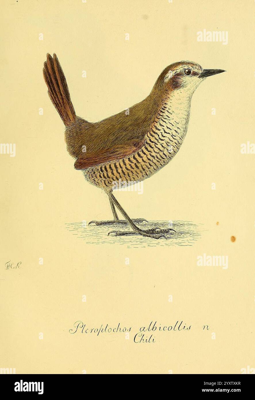 Über einige Vögel von Chili, [St. Petersburg, Académie impériale des Sciences, 1830-1835, Chile, Birds, Ornithology, Scelorchilus albicollis, Eine detaillierte Darstellung eines Vogels, der wahrscheinlich zur Familie der Zauner gehört. Die Art wird als „Pleropachos albicollis“ aus Chile identifiziert, was ihre besonderen Merkmale zeigt. Der Vogel wird in einer natürlichen Haltung dargestellt und zeigt einen bräunlichen Körper mit komplizierten Streifen- und Punktmustern, die seine Textur verbessern. Sein Kopf zeichnet sich durch eine hellere Färbung aus, ergänzt durch markante Augenmarkierungen. Der Schwanz des Vogels steht deutlich aufrecht, und er steht Stockfoto