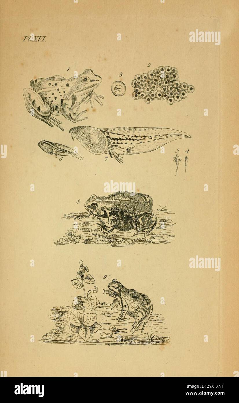 Icones Amphibiorum, Hafniae, C. Steen, 1835, Amphibians, Reptilien, Bildwerke. die Illustration zeigt eine detaillierte Untersuchung verschiedener Froscharten und ihrer Entwicklungsstadien. Oben ist eine Darstellung eines erwachsenen Frosches gezeigt, die die wichtigsten anatomischen Merkmale demonstriert. Darunter sind die verschiedenen Stadien einer Kaulquappe zu beobachten, einschließlich früherer Entwicklungsformen mit unterschiedlichen Merkmalen, die zu einer reiferen Kaulquetschphase führen. Im nächsten Abschnitt wird ein stärker entwickelter Frosch dargestellt und seine einzigartigen Markierungen und physikalischen Eigenschaften hervorgehoben. Schließlich eine Darstellung eines Frosches in einem natürlichen Lebensraum Stockfoto