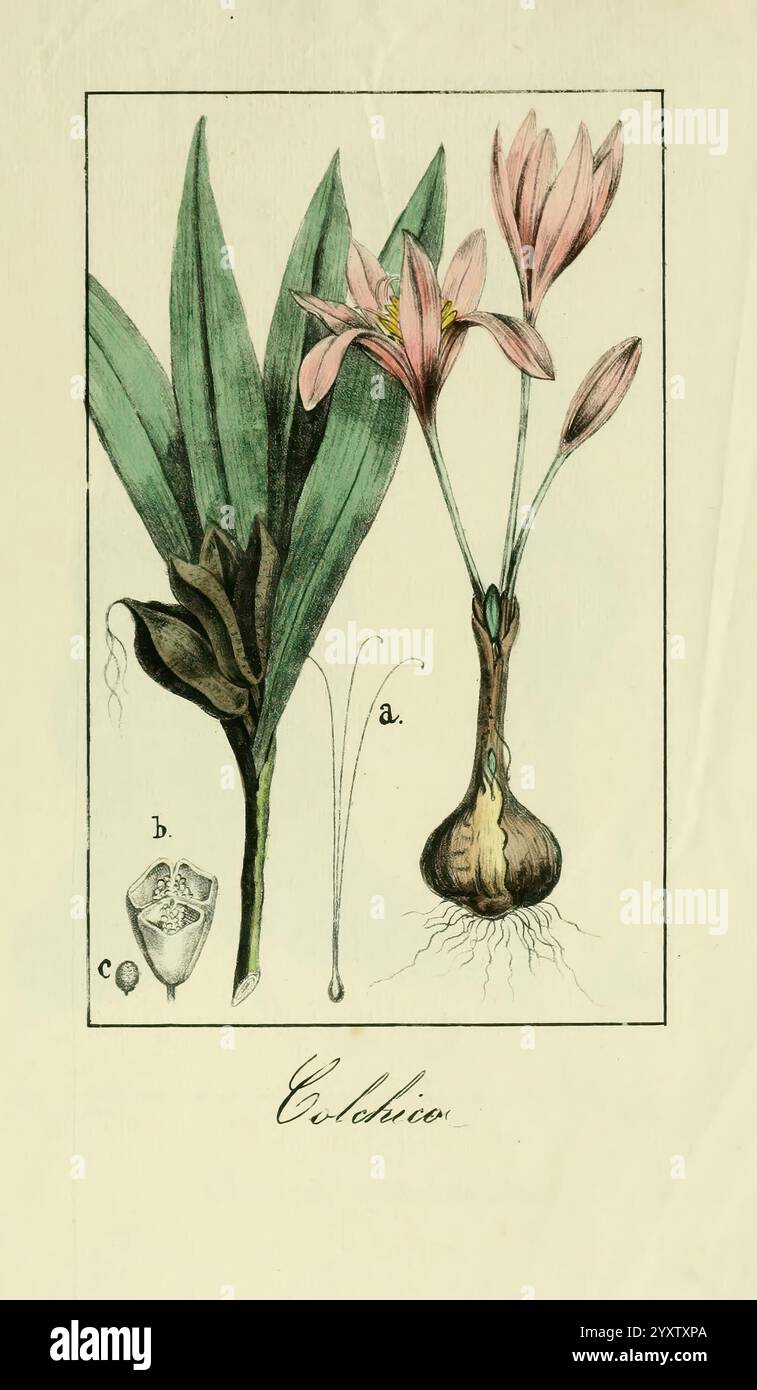 Album de la Flora me?Dico-Farmace?utica e? Industrie, Indi?gena y exo?tica, Madrid, Impr. De la Galeria literaria, 1862-64, Heilpflanzen, Bildwerke, Botanik, wirtschaftlich zeigt die Abbildung eine botanische Studie einer blühenden Pflanze, die als Colchicum identifiziert wurde. Im Mittelpunkt steht ein hoher Stiel mit zarten rosa Blüten, der elegant positioniert ist, um die charakteristischen Blütenblätter hervorzuheben. Auf der linken Seite taucht eine Blattstruktur aus der Basis hervor, die ihre gestreckte Form zeigt. Unterhalb des Hauptstiels ist eine Knolle mit Wurzeln zu sehen, die den Wachstumsprozess der Pflanze anzeigt. Detaillierte Beschriftung Stockfoto