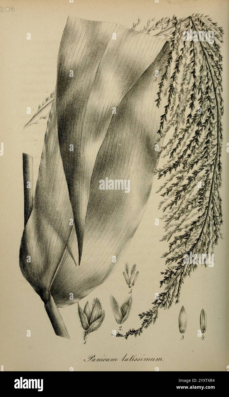 Art Graminum, Petropoli, Impensis Academiae Imperialis Scientiarum, 1828-1836, Gramineae, Bildwerke, Gräser, die Abbildung zeigt eine detaillierte botanische Studie der Panicum latissimum Pflanze. Deutlich sichtbar dargestellt ist ein großes, längliches Blatt mit ausgeprägter Aderung und einer glatten Oberfläche. Neben dem Blatt zeigt eine zarte Blütenstände schlanke, verzweigte Spitzen mit winzigen Blumenstrukturen. Am unteren Rand zeigen mehrere kleinere Abbildungen die verschiedenen Stadien der Knospenentwicklung und betonen die Fortpflanzungseigenschaften der Pflanze. Diese Komposition hebt das komplizierte d hervor Stockfoto