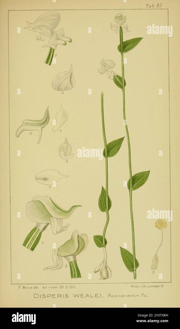 Icones orchidearum austro-africanarum extra-tropicarum London W. Wesley 1896-1913 Südafrika Orchidaceae Pictorial Works Frank Bolus Disperis wealei, diese Illustration zeigt die Pflanzenart Disperis wealei, wie sie von Reichenbach Fil beschrieben wird. Es enthält mehrere detaillierte Skizzen, die verschiedene Stufen und Teile der Pflanze hervorheben, einschließlich ihrer charakteristischen Blüten und Blätter. Im oberen Abschnitt werden einzelne florale Komponenten mit den Nummern 1 bis 9 dargestellt, die jeweils unterschiedliche morphologische Details wie Blütenblätter, Sepalen und Fortpflanzungsstrukturen darstellen. Die vertikale Abbildung auf der rechten Seite zeigt Stockfoto