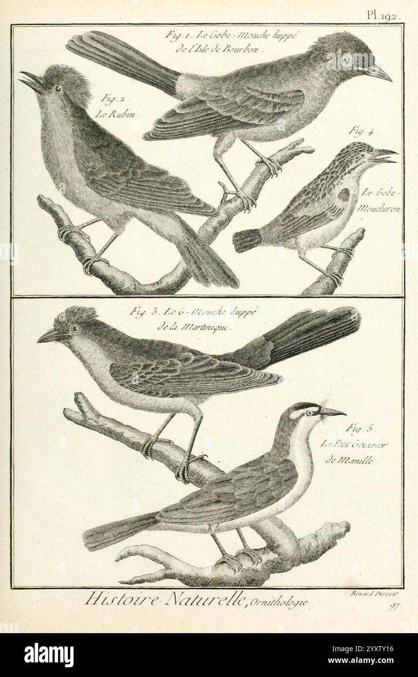 Tableau encyclopédique et méthodique des trois règnes de la Nature A Paris Chez Mme veuve Agasse 1823 Vogelbildwerke, die eine Reihe von vier detaillierten Darstellungen verschiedener Vogelarten zeigen, die jeweils auf Zweigen ruhen. Der obere Teil zeigt zwei Vögel: Einer ist im Profil mit seinem abgerundeten Körper und seinen charakteristischen Merkmalen dargestellt, während der zweite Vogel in leicht gedrehter Haltung dargestellt wird und seine einzigartigen Markierungen hervorhebt. Im unteren Bereich befinden sich zwei weitere Vögel, die sich durch ihre schlanken Formen und Schwanzpositionen auszeichnen. Der Schwerpunkt liegt hauptsächlich auf ihrer Anatomie Stockfoto