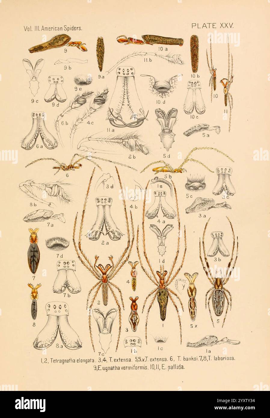 Amerikanische Spinnen und ihre Spinnarbeit, V.3, Academy of Natural Sciences of Philadelphia, 1889-93, Spinnen, Vereinigte Staaten, Arachnid, Arthropoden, Seitenrechte, Halloween, diese Illustration zeigt eine detaillierte Untersuchung verschiedener amerikanischer Spinnenarten, die systematisch zu Referenzzwecken organisiert sind. Jeder beschriftete Abschnitt zeigt spezifische Merkmale wie Körperstruktur, Beine und Unterscheidungsmerkmale verschiedener Spinnen, die durch numerische Anmerkungen gekennzeichnet sind. Wichtige Beispiele sind unter anderem Teragrina elongata, Euyantha vernonensis und Theridiidae banksi. Das Diagramm betont die Vielfalt Stockfoto