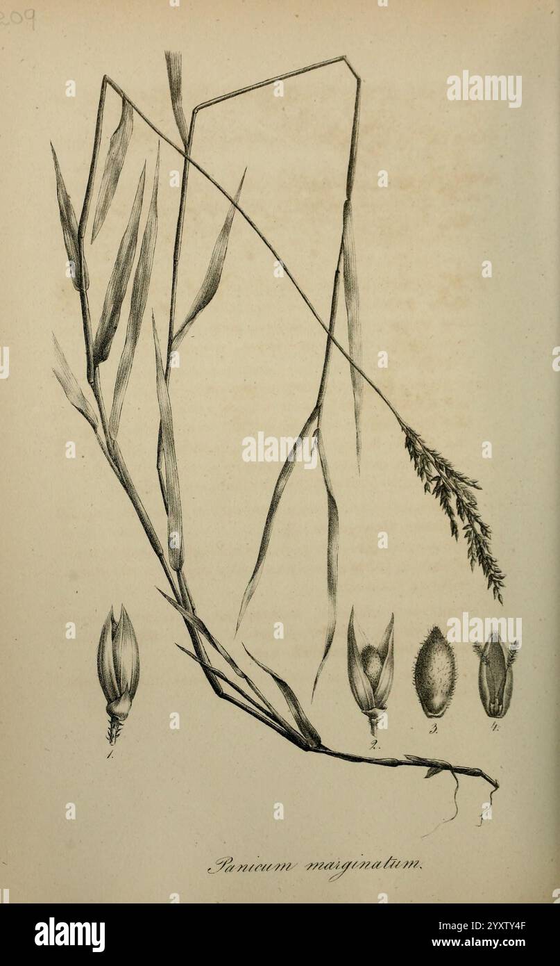 Art Graminum Petropoli Impensis Academiae Imperialis Scientiarum 1828-1836 gramineae Bildwerke Gräser, Eine botanische Illustration, die verschiedene Stadien der Panicum marginatum Pflanze zeigt. Die mittlere Figur zeigt den langgezogenen Stiel mit schlanken Blättern, während der untere Teil detaillierte Darstellungen von Blütenköpfen in verschiedenen Formen zeigt. Jeder Blütenkopf ist von eins bis fünf nummeriert, was die Fortpflanzungsstrukturen der Pflanze darstellt. Diese Illustration dient als wissenschaftliche Referenz und hebt die Anatomie und Wachstumsmuster von Panicum marginatum hervor. Stockfoto