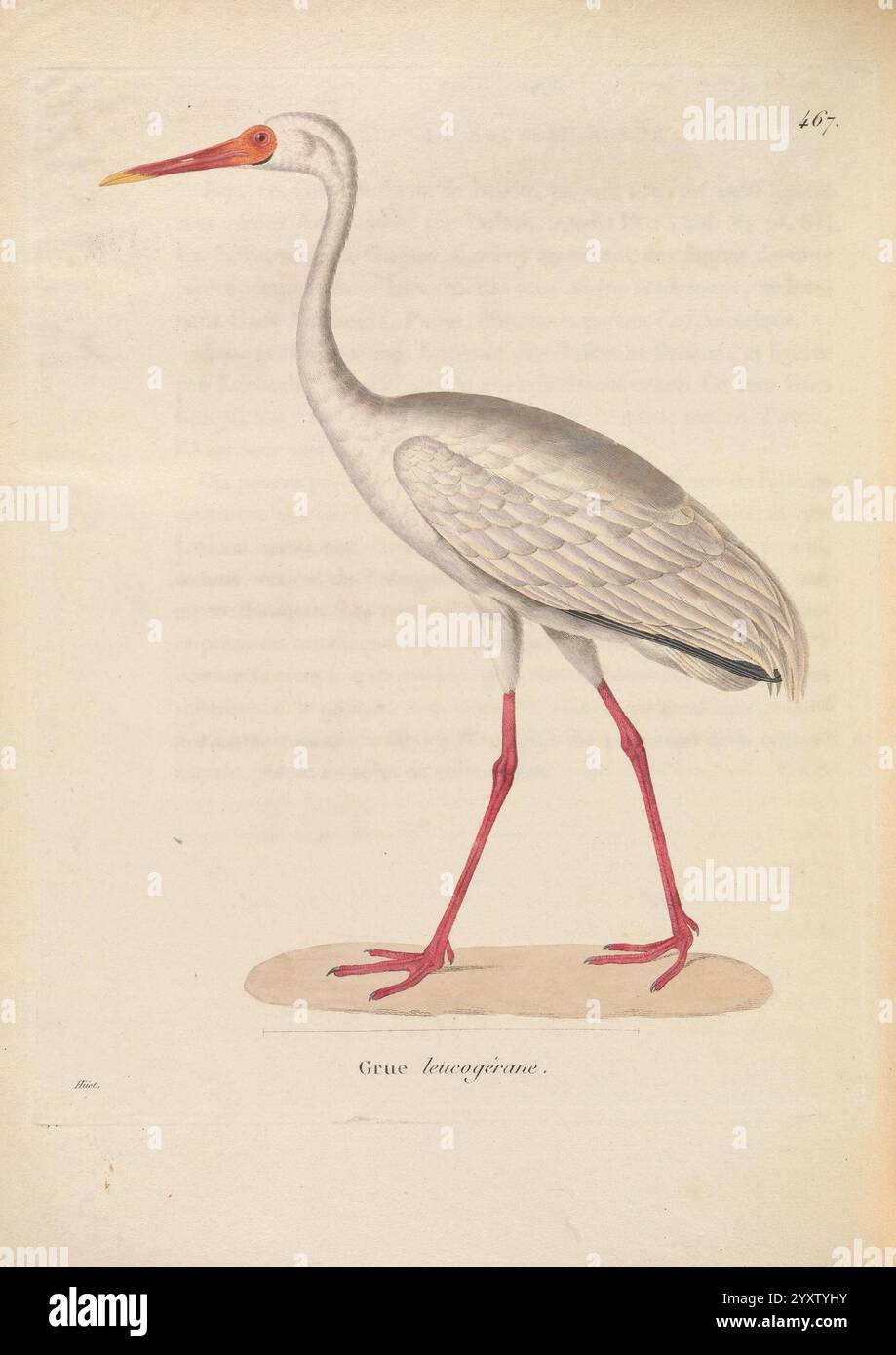 Nouveau, recueil, de, Planches, Coloriées, d', oiseaux, A, Straßburg, Chez, Legras, Imbert, et, Comp, 1838, Vögel, Bilder, Werke, Eine eindrucksvolle Illustration eines Krans, insbesondere des Grus leucogeranus, zeigt seine elegante Haltung. Der Vogel ist mit langen, schlanken Beinen dargestellt, die einen leuchtenden roten Farbton aufweisen und einen starken Kontrast zu seinem überwiegend weißen Körper und seinen detailverliebten Federn bilden. Sein Hals ist gestreckt und endet in einem spitzen Schnabel, der ebenfalls in Rot verziert ist, was zu seiner anmutigen Erscheinung beiträgt. Der Hintergrund wird sanft gerendert, sodass die Funktionen des Krans stehen bleiben Stockfoto