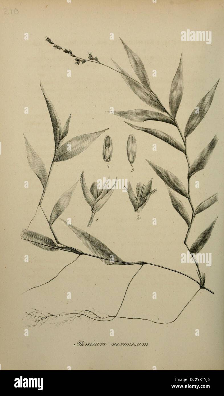 Art Graminum Petropoli Impensis Academiae Imperialis Scientiarum 1828-1836 gramineae Bildwerke Gräser, die Komposition zeigt die botanische Illustration einer Pflanze, identifiziert als ''Panicum nemorosum''. Es zeigt elegante, längliche Blätter, die mit komplizierten Adern verziert sind. Die Abbildung enthält auch mehrere florale Elemente: Zwei Paare von Samenköpfen oder Blüten, die über den Blättern positioniert sind und mit numerischen Beschriftungen als Referenz gekennzeichnet sind. Unterhalb des Blattes verleiht eine zarte Darstellung des Wurzelsystems der Darstellung der Struktur der Pflanze Tiefe. Diese detaillierten Ren Stockfoto