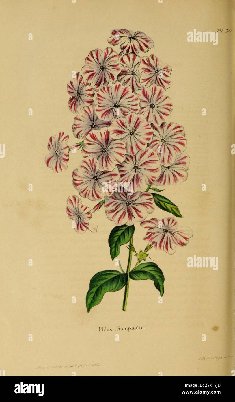 Annales de la Société royale d'Agriculture et de botanique de Gand, Gand, Société royale d'Agriculture et de botanique, 1845-1849, Botanik, Gartenbau, Gesellschaften, Blüten, Phlox Triumphator, die Illustration zeigt eine Gruppe von Phlox triovulata, gekennzeichnet durch zarte Blüten mit auffälligen, alternierenden Mustern aus weißen und violetten Streifen. Die Blütenblätter sind detailreich und zeigen ihre einzigartigen Formen und Texturen. Unter den Blüten bilden üppig grüne Blätter einen lebhaften Kontrast, der die natürliche Schönheit der Pflanze unterstreicht. Die Gesamtanordnung erzeugt ein markantes visuelles impa Stockfoto