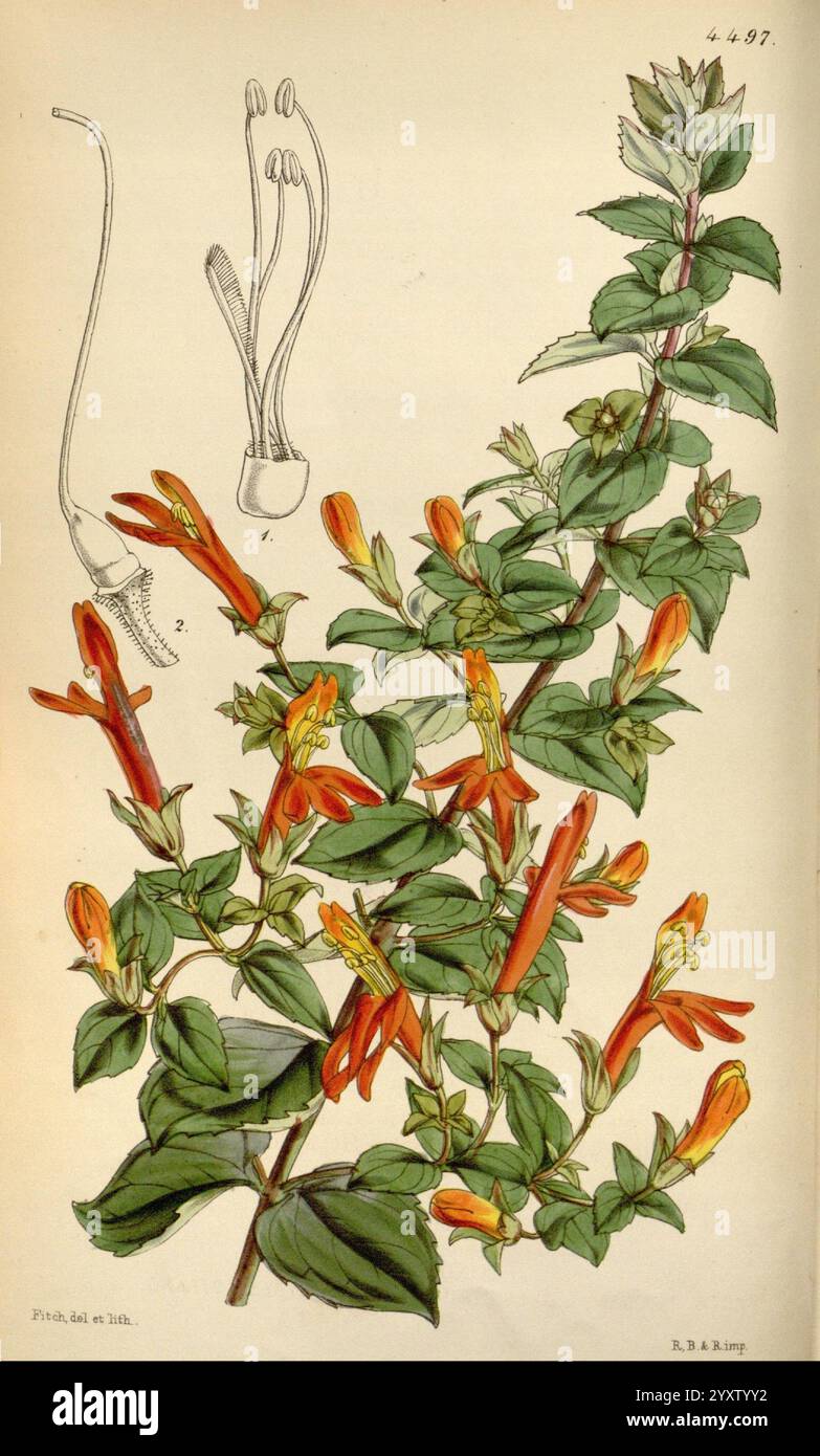 Curtis's Botanical Magazine, London, New York, Botanik, Zeitschriften, Bildwerke, Curtis, die Illustration zeigt eine lebendige Darstellung einer blühenden Pflanze, die durch langgezogene, trompetenförmige orangene Blüten gekennzeichnet ist. Die Pflanze zeigt ein üppiges grünes Laub mit gezackten Blättern, die sich entlang des Stängels abwechseln. Über der Hauptabbildung befinden sich detaillierte Zeichnungen der Blütenstruktur, die die Fortpflanzungsteile, einschließlich Staubgefäße und Blütenstempel, hervorheben. Die sorgfältige Aufmerksamkeit auf botanische Details unterstreicht die natürliche Schönheit und Komplexität der Art und bietet einen Einblick in ihre beiden morp Stockfoto