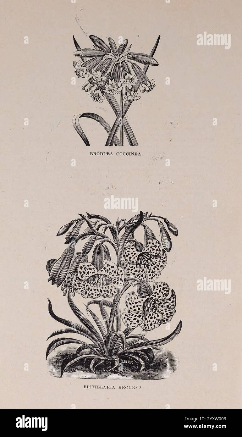 Einzelhandel, Preis, Liste, von, Kalifornien, Birnen, Ukiah, CA, Carl, Purdy, Kalifornien, Blumen, Kataloge, Ukiah, Kinderzimmer, Stock, Fritillaria, recurva, Baumschulen, Gartenbau, Birnen, Pflanzen, Garten, Geschichten, Purdy, Carl, fest, in, Bloom, Brodiaea, Coccinea, die Abbildung zeigt zwei unterschiedliche Arten von Blumen. An der Spitze befindet sich die Brodiea coccinea, die sich durch langgezogene Stämme auszeichnet, die Gruppen von leuchtenden, röhrenförmigen Blüten unterstützen und die komplizierten Details ihrer Blütenblätter zeigen. Darunter befindet sich die Phitellia recurva, die an ihren einzigartigen gefleckten Blüten mit einer Vielzahl von Mustern erkannt wird. Die Zusammensetzung Stockfoto