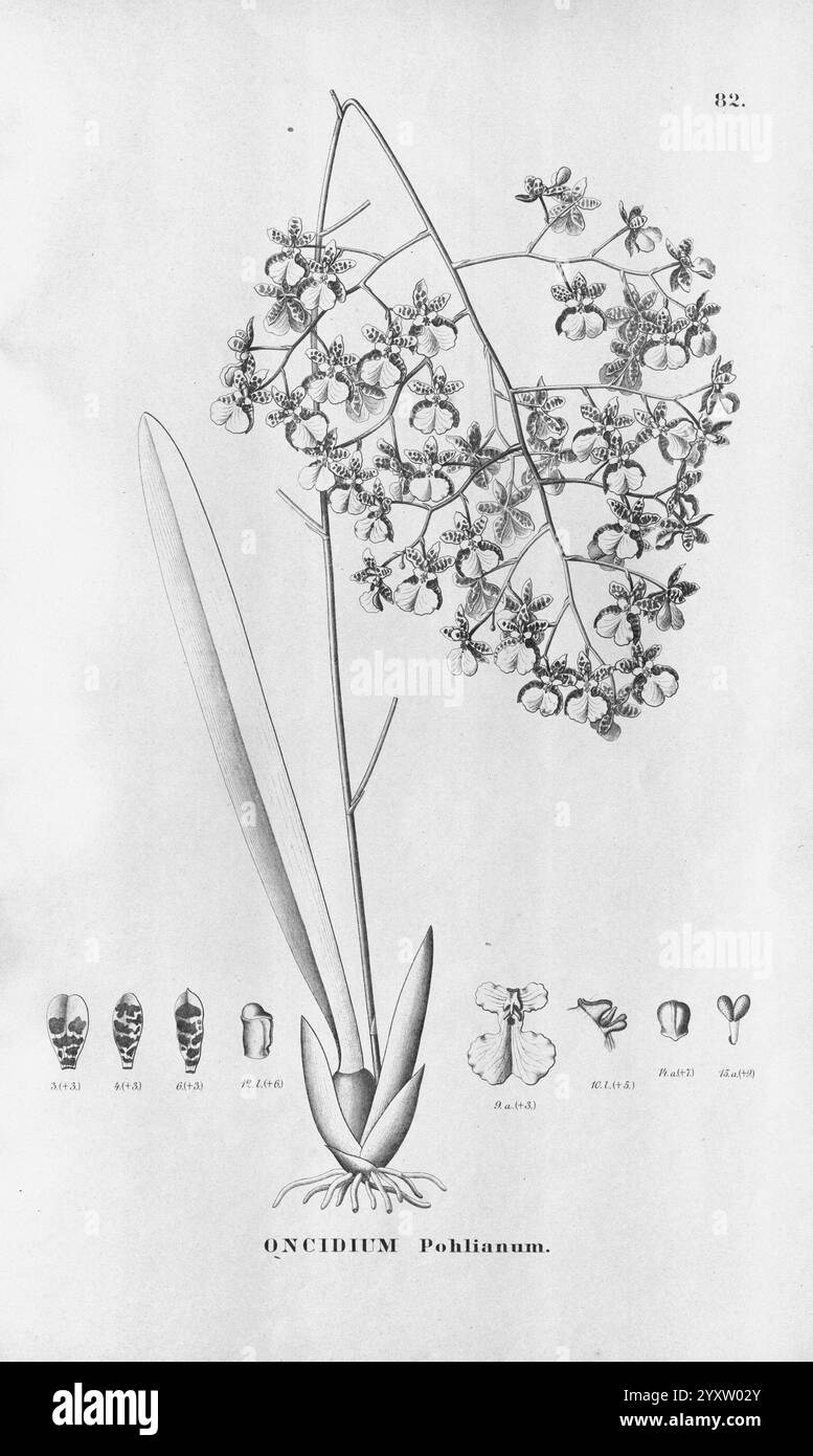 Flora brasiliensis Enumeratio Plantarum in Brasilia Hactenus Detectarum Monachii et Lipsiae [München & Leipzig] R. Oldenbourg 1840-1906 Brasilien Deutschland Gravur Botanik 1840 Unfarbige Botaniker Bildwerke Graphische Medien das Bild zeigt eine botanische Illustration des Oncidium Poblanum, einer Art Orchidee. Hervorzuheben ist die detaillierte Darstellung der Pflanze mit ihren charakteristischen, länglichen Blättern und einer Gruppe von zarten Blumen, die für ihre komplizierten Formen und Muster bekannt sind. Am unteren Rand bieten verschiedene beschriftete Abbildungen Nahansichten verschiedener Teile, wie z. B. fl Stockfoto