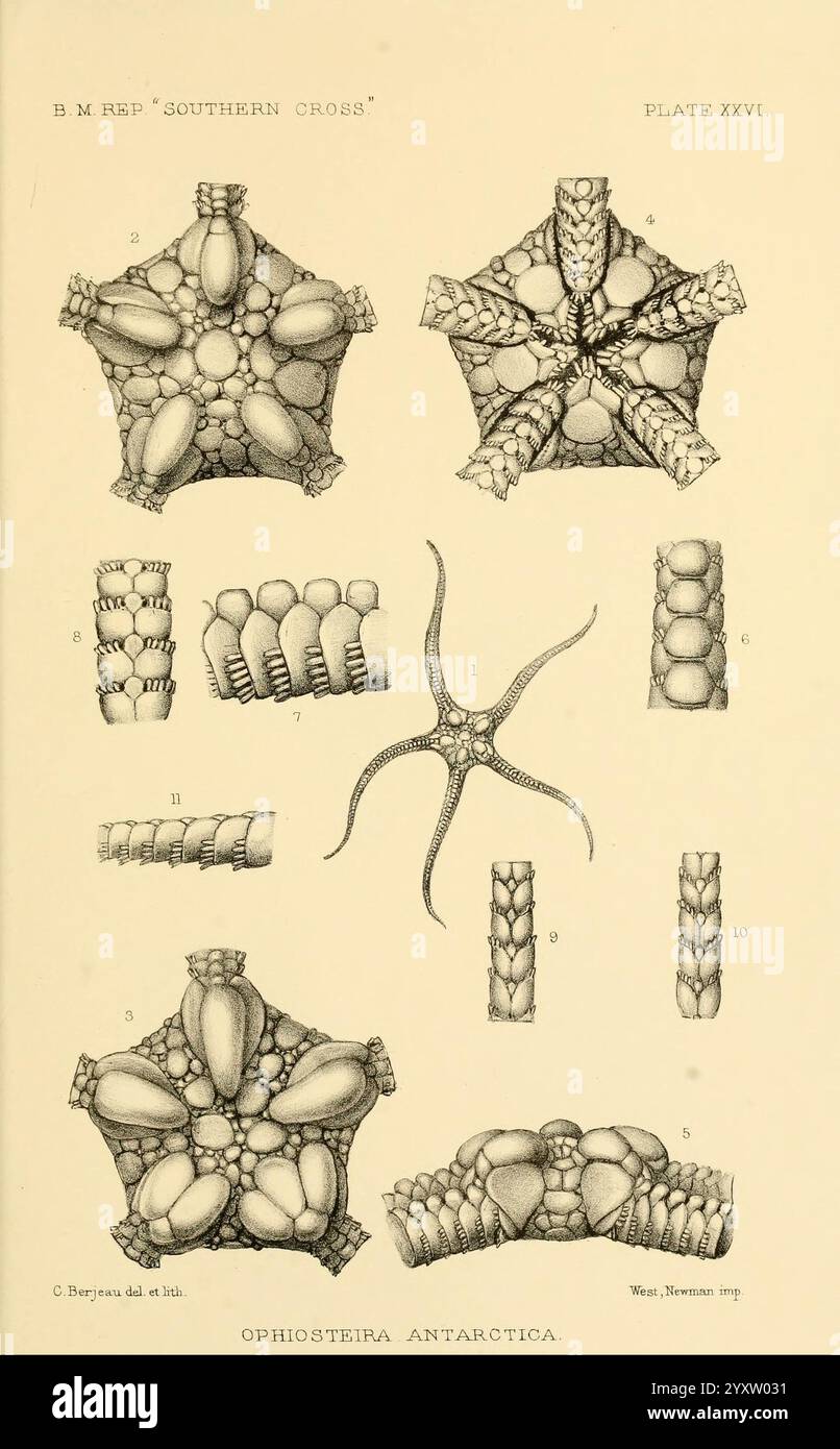 Bericht über die Sammlungen der Naturgeschichte in den antarktischen Regionen während der Reise des "Südkreuzes". London, 1902, Antarktis, Botanik, Zoologie, wissenschaftliche Expeditionen, Southern Cross Schiff, diese Illustration zeigt eine detaillierte Untersuchung der Anatomie der Ophiostera Antarktis, einer Art von sprödem Stern. Mehrere Ansichten und Querschnitte zeigen verschiedene Aspekte seiner Morphologie, einschließlich unterschiedlicher Armstrukturen und Bandscheibenmerkmale. Die Anordnung der Segmente und Stacheln ist klar umrissen und zeigt das komplizierte Design der Kreatur. Jeder beschriftete Abschnitt bietet Einblicke Stockfoto