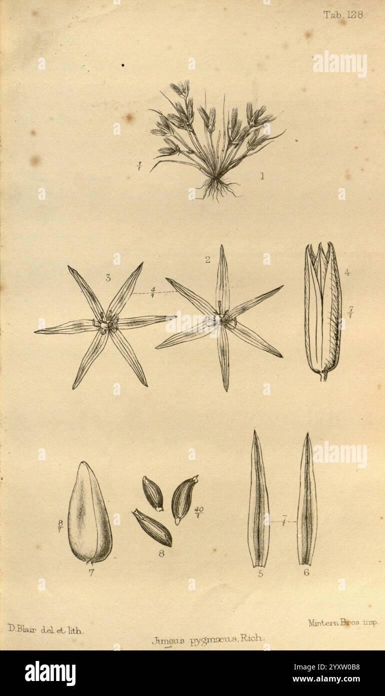 Journal of Botany, British and Foreign London, Robert Hardwicke, 1863-1942 Botany, Großbritannien, Periodika, Pflanzen, Eine Sammlung detaillierter botanischer Illustrationen mit verschiedenen Teilen der Pflanze *Angraecum pygmaeum*. Die Zusammensetzung umfasst mehrere verschiedene Bestandteile: Oben eine Gruppe der Pflanze, die ihr Laub und ihre Stiele zeigt; unten sind mehrere sternförmige Blütenstrukturen dargestellt, die ihre einzigartigen Formen und Konfigurationen hervorheben; weiter unten werden einzelne Samen mit Aufmerksamkeit auf ihre Größe und Form dargestellt, und schlanke, längliche Blätter werden Alongsi präsentiert Stockfoto