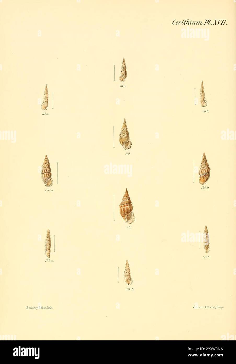 Conchologia Iconica oder Illustrations of the Muscheln of Molluscous Animals, London, Reeve, Brothers, 1843-1878, Weichtiere, Bildwerke, Muscheln, Eine Sammlung verschiedener Muscheln, jede sorgfältig illustriert mit detaillierten Linienzeichnungen. Die Schalen sind in einem strukturierten Rasterformat angeordnet, wobei jede Probe mit einer entsprechenden Nummer gekennzeichnet ist. Die Illustrationen zeigen unterschiedliche Formen, Texturen und Muster, die die Vielfalt der Meereslebewesen hervorheben. Der Titel „Corithium PL. XVII'' wird oben gut sichtbar angezeigt, was darauf hinweist, dass dies Teil einer größeren Taxonomie oder Studie über Weichtiere ist. Das el Stockfoto