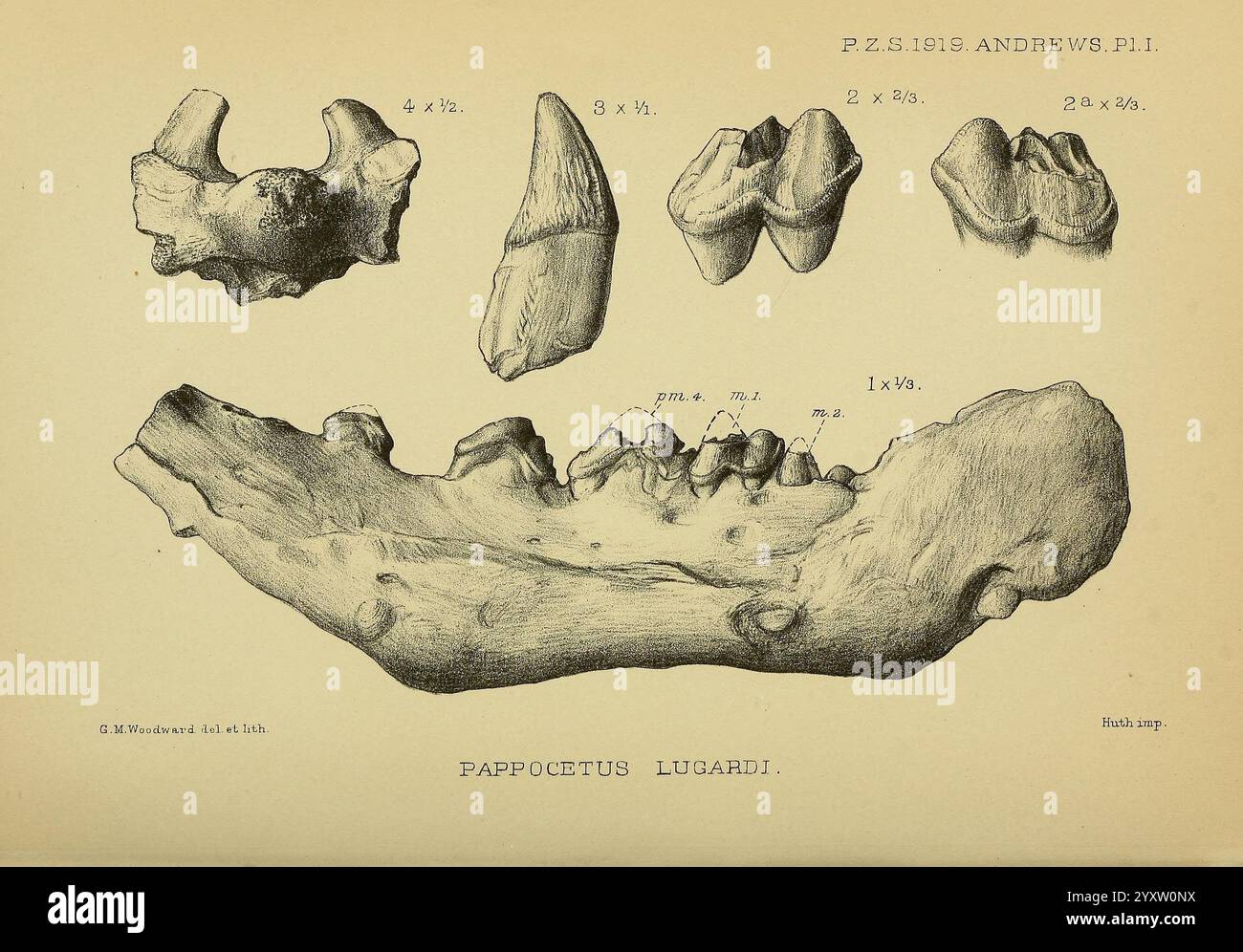 Proceedings of the Zoological Society of London, London, Academic Press, 1833-1965, Dierkunde, Zeitschriften, Zoologie, Knochen, die Illustration zeigt eine Vielzahl von prähistorischen Zahn- und Skelettfossilien, einschließlich auffällig dargestellter Zähne und eines Kieferknochens. Die Zähne, die in Größe und Form variieren, sind mit ihren jeweiligen Abmessungen gekennzeichnet, was ihre wesentlichen Merkmale angibt. Der Kieferknochen, der mit komplizierten Linien versehen ist, zeigt eine Reihe von Sockeln und Graten, die einen Einblick in die Anatomie der dargestellten Arten geben. Diese Zusammensetzung unterstreicht die Bedeutung dieser Fossilien in Understanding Stockfoto