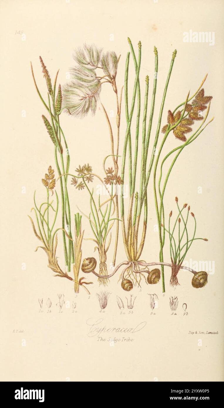 Illustrations of the Natural Orders of Plants with Groups and Descriptions, London, Sampson Low, Son und Marston, 1868, Botanik, Bildwerke, Frauen in der Wissenschaft, Elizabeth Twining, Elizabeth Twining, die Illustration zeigt eine detaillierte botanische Studie verschiedener Pflanzenarten, die ihre unterschiedlichen Strukturen und Eigenschaften zeigt. Hervorstechende Elemente sind zarte Blumenköpfe mit federnden Federn, schlanke Gräser und fleischige, bauchige Wurzeln. Jede Pflanze wird akribisch gerendert, um ihre einzigartigen Eigenschaften hervorzuheben, und die Zusammensetzung enthält kleinere Abbildungen des Wurzelsystems der Pflanzen Stockfoto