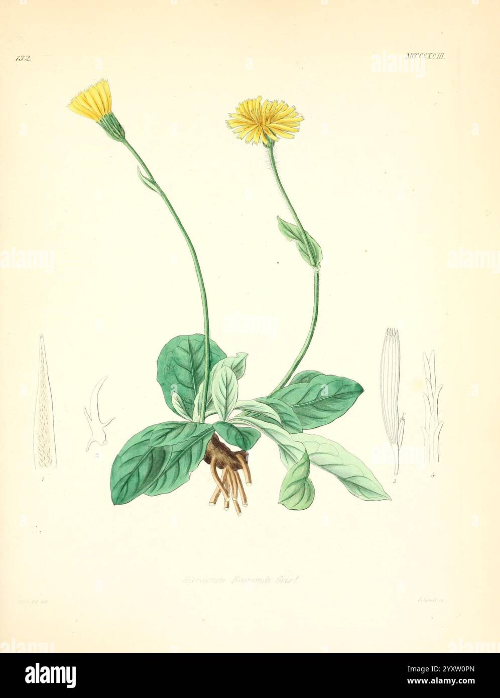 Icones florae Germanicae et Helveticae, Simul Pedemontanae, Tirolensis, Istriacae, Dalmaticae, Austriacae, Hungaricae, Transylvanicae, Moravicae, Borussicae, Holsaticae, Belgicae, Hollandicae, ergo Mediae Europae, Lipsiae, F. Hofmeister 1834-1912, [v. 1, 1850], Europa, Bildwerke, Pflanzen, diese botanische Illustration zeigt eine blühende Pflanze mit zwei hellgelben Blüten auf schmalen grünen Stielen. Die Blätter sind breit und üppig und strahlen von einem zentralen Punkt in Bodennähe aus. Unter der Oberfläche sind empfindliche Wurzeln abgebildet, die die Verbindung der Pflanze mit dem Boden veranschaulichen. Flankiert das mA Stockfoto