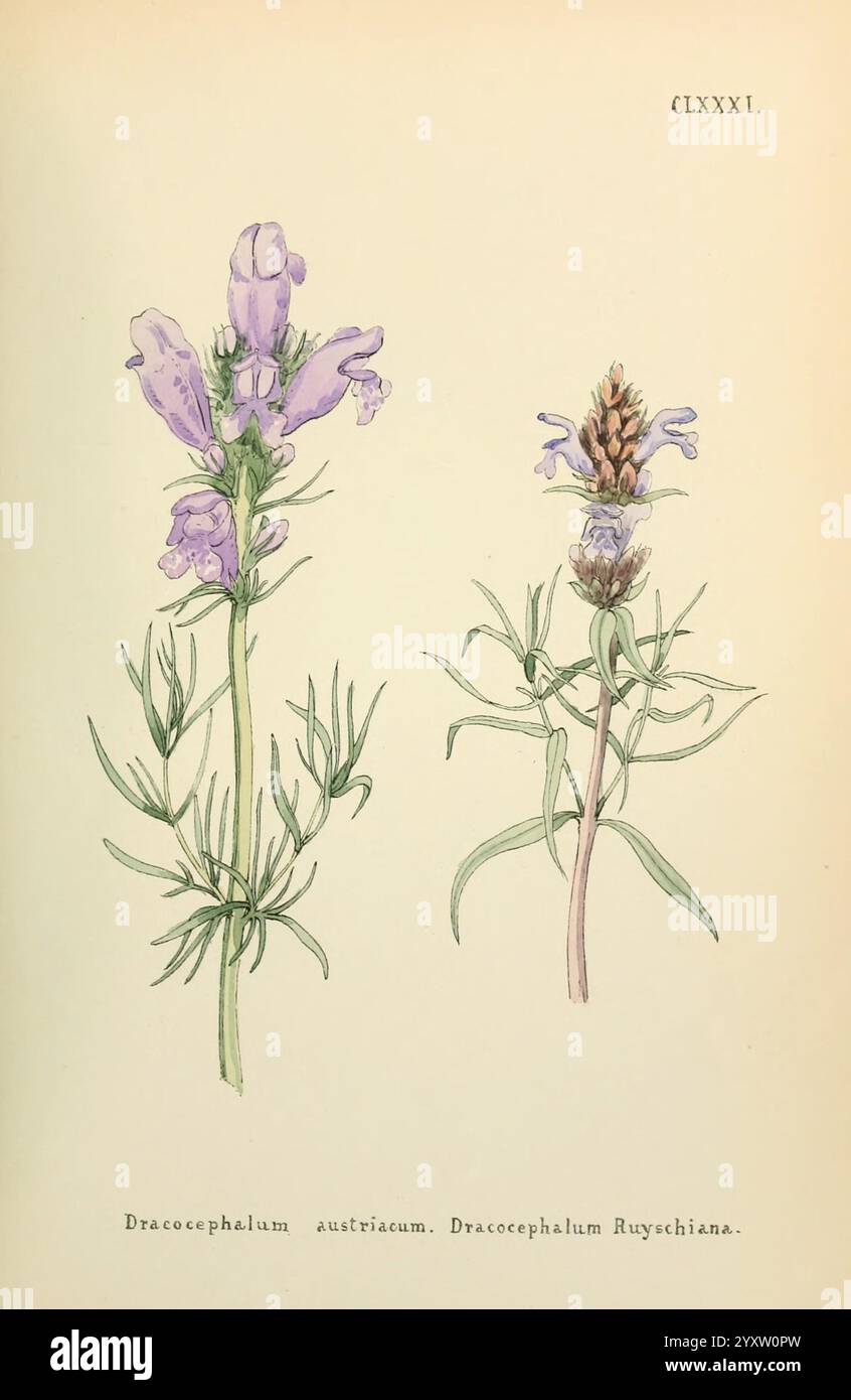 Blumen des Engadins, Winchester, gedruckt für den Autor von Warren und Sohn, 1891, Engadine, Blumen, Bildwerke, Pflanzen, Schweiz, die Abbildung zeigt zwei botanische Darstellungen der Gattung Dracocephalum. Auf der linken Seite befindet sich Dracocephalum austriacum, das sich durch sein aufrechtes Wachstum und zarte Lavendelblüten auszeichnet, die sich an der Spitze ansammeln und von dünnen grünen Blättern umgeben sind. Auf der rechten Seite zeigt Dracocephalum ruyschiana eine robustere Struktur mit dicht gepackten Blütenspitzen, die einen ähnlichen violetten Farbton aufweisen. Der Hintergrund betont ihre natürlichen Formen, mit feinen Details a Stockfoto