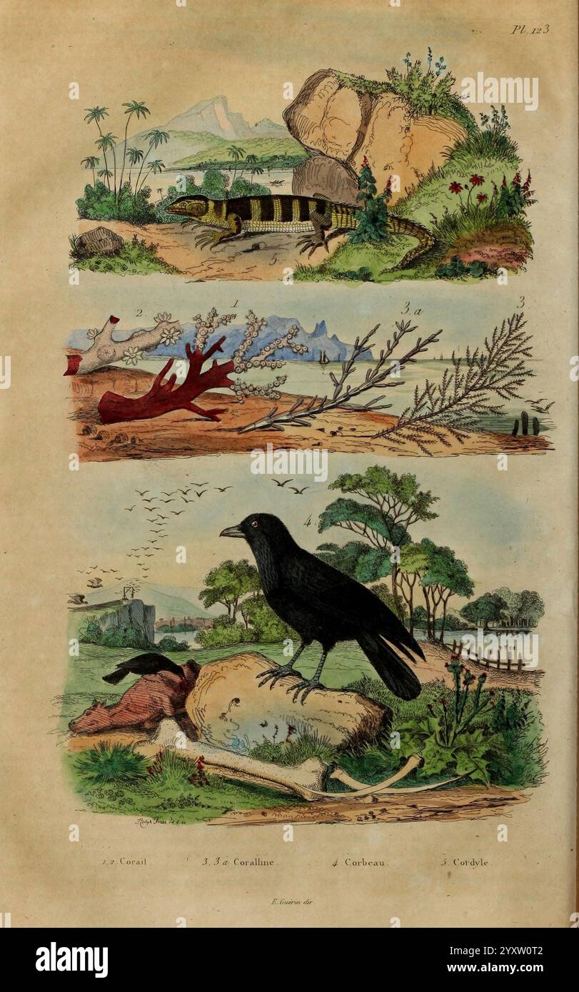 Dictionnaire, pittoresque, d'histoire, naturelle, et, des, phénomènes, de, la, Nature, Paris, 1833-[1840], zeigt die Szene eine lebendige Darstellung verschiedener natürlicher Umgebungen und Wildtiere, die in drei verschiedene Bereiche unterteilt sind. Auf der Spitze befindet sich eine ruhige Landschaft mit einer Schildkröte in der Nähe des Wassers, umgeben von üppigem Grün und fernen Bergen, die ein Gefühl der Ruhe wecken. Der mittlere Abschnitt zeigt ein zerklüftetes Küstengebiet mit verdrehten Bäumen und felsigen Ausbissen, wo Vögel durch einen offenen Himmel fliegen und das dynamische Zusammenspiel von Land und Luft hervorheben können. Der untere Abschnitt Pro Stockfoto