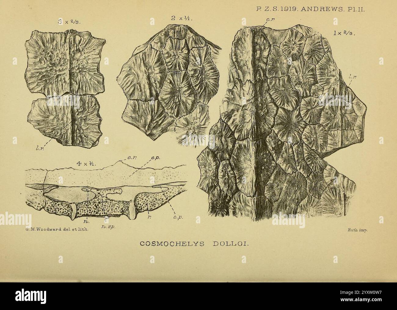 Die Illustration der Zoological Society of London, London, Academic Press Periodicals, Zoology, zeigt eine Reihe geologischer Formationen und Schichtungen, die verschiedene Gesteinsschichten und deren Texturen detailliert darstellen. Die Bilder zeigen Querschnitte der Erdkruste und zeigen die komplizierten Muster, die durch natürliche Prozesse im Laufe der Zeit entstehen. Verschiedene Etiketten weisen auf bestimmte Formationen und Messungen hin und geben Einblicke in die geologische Geschichte und Zusammensetzung. Diese Darstellung dient als wertvolle Referenz für das Verständnis der Struktur und Dynamik der Erdoberfläche. Stockfoto