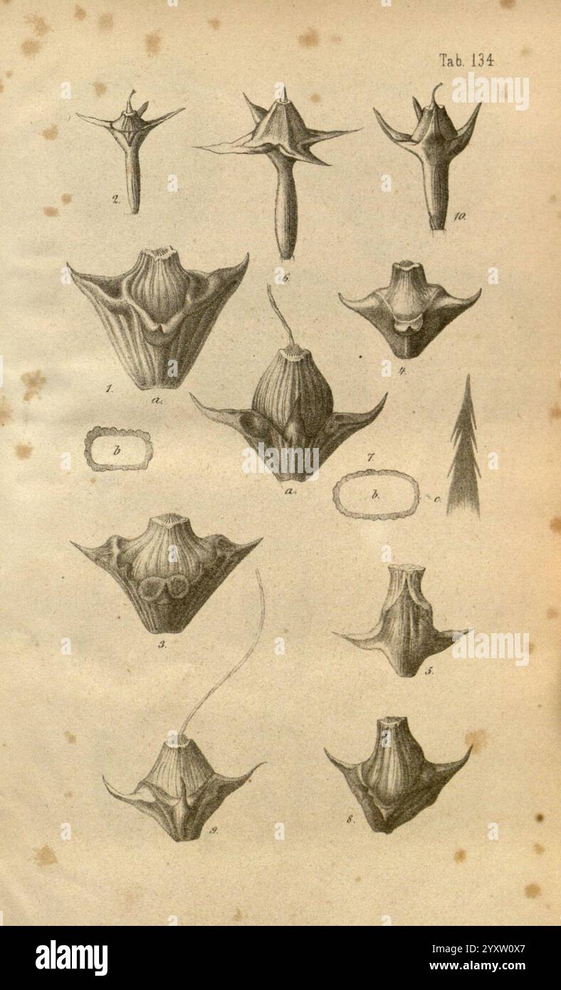 Journal of Botanik, British and Foreign. London, Robert Hardwicke, 1863-1942. Botanik, Großbritannien, Zeitschriften, Pflanzen, diese Illustration zeigt eine Reihe von botanischen Illustrationen, die verschiedene Formen von Samenkapseln oder floralen Strukturen darstellen, die ihre einzigartigen Formen und komplizierten Details zeigen. Jede beschriftete Abbildung weist unterschiedliche Merkmale auf, die Unterschiede in der Morphologie hervorheben. Die obere Reihe zeigt mehrere Ansichten der Kapseln, während der untere Abschnitt vergleichende Details enthält, die möglicherweise auf Abweichungen in Größe oder Struktur hinweisen. Die akribische Aufmerksamkeit auf Linien und Schattierungen e Stockfoto