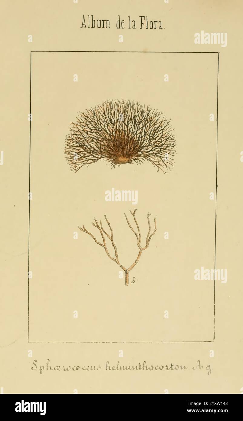 Album de la Flora me?Dico-Farmace?utica e? Industrie, Indi?gena y exo?tica, Madrid, Impr. De la Galeria literaria, 1862-64, Heilpflanzen, Bildwerke, Botanik, die Illustration zeigt eine botanische Studie mit dem Titel „Album de la Flora“. Oben zeigt es eine detaillierte Darstellung einer Pflanze, die einer buschigen Koralle ähnelt, die durch ihre komplizierte Verzweigungsstruktur gekennzeichnet ist, die den zarten Mustern der Meereslebewesen ähnelt. Darunter zeigt ein zweites Exemplar eine lineare, längere Form, die seine einzigartigen Äste betont. Beide Abbildungen sind beschriftet, mit der unteren Exemplarkennung Stockfoto