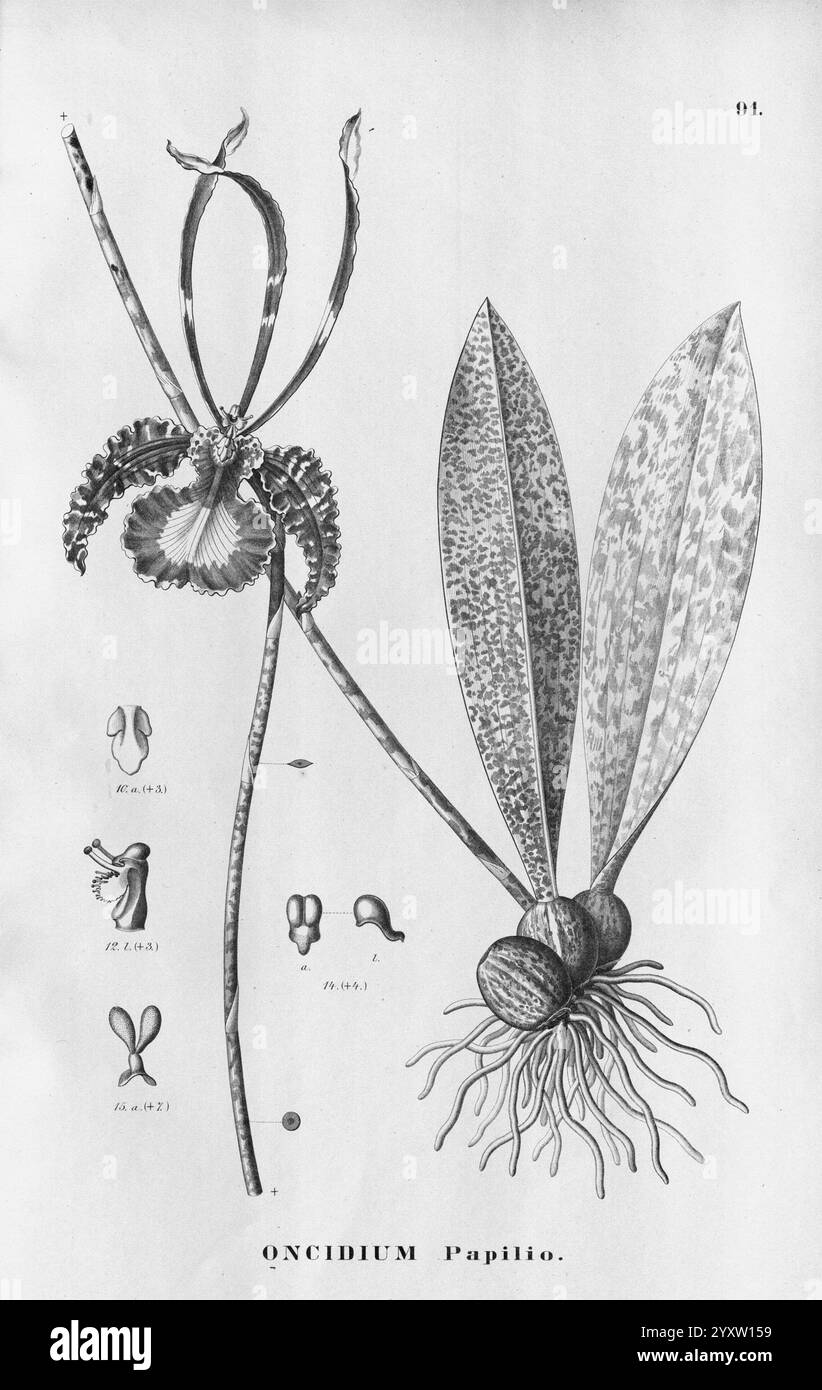 Flora brasiliensis, Enumeratio Plantarum in Brasilia Hactenus Detectarum, Monachii et Lipsiae [München & Leipzig], R. Oldenbourg, 1840-1906, Brasilien, Deutschland, Gravur, Botanik, 1840, Unfarbig, Botaniker, Bildwerke, Graphic Media, eine komplexe botanische Illustration mit der Oncidium Papilio Orchidee. Das Kunstwerk zeigt die langen Stängel der Orchidee, die mit zarten Blumen verziert sind, die unterschiedliche Formen und Muster aufweisen. Die Hauptdarstellung wird durch detaillierte Skizzen verschiedener floraler Komponenten, einschließlich der Blütenblätter und Fortpflanzungsstrukturen, ergänzt, die einen lehrreichen Einblick bieten Stockfoto