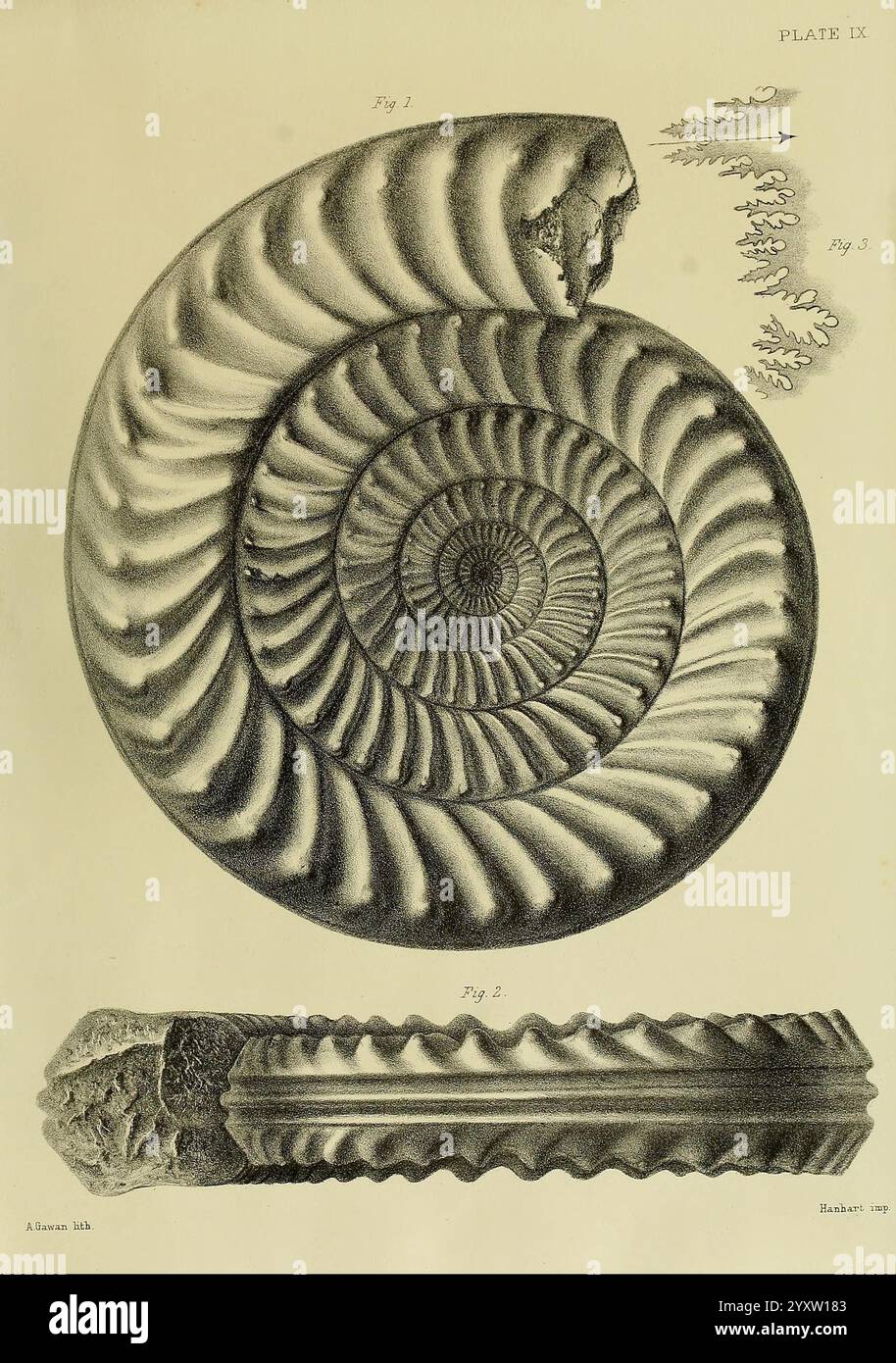 Monografie über die Lias Ammoniten der Britischen Inseln, London, gedruckt für die Palaeontographical Society, 1878-86, Ammonoidea, Großbritannien, Jurassic, Paläontologie zeigt die Illustration komplizierte Darstellungen einer nautilus-Schale, die ihre charakteristische logarithmische Spiralform in verschiedenen Ansichten zeigt. Der obere Teil hebt die glatten, geschwungenen Linien der Schale hervor und betont die Wachstumsmuster und die natürliche Schönheit, die mit Figurenbeschriftungen als Referenz versehen sind. Unten zeigt eine detaillierte Darstellung des Querschnitts der Hülle die inneren Kammern und Strukturen und gibt einen Einblick in den Mo Stockfoto