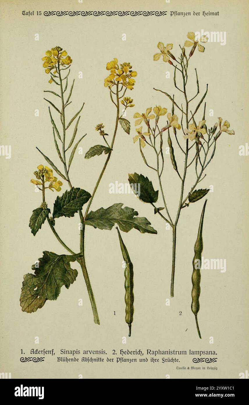 Pflanzen der Heimat Leipzig, Quelle und Meyer, 1913, Deutschland, Bildwerke, Pflanzen, der New York Botanical Garden, Sinapis arvensis, Raphanus raphanistrum, Eine botanische Illustration mit zwei Pflanzenarten. Die erste mit der Bezeichnung „Sinapis arvensis“ zeigt gelbe Blüten mit langen Blütenblättern und breiten grünen Blättern, begleitet von feinen Samenkapseln. Die zweite Pflanze, Raphanistrum lampsana, ist mit kleinen gelben Blüten und schmalen Blättern dargestellt, die auch Samenkapseln tragen. Beide Pflanzen werden mit viel Liebe zum Detail dargestellt, wobei ihre Besonderheiten hervorgehoben werden, gr Stockfoto