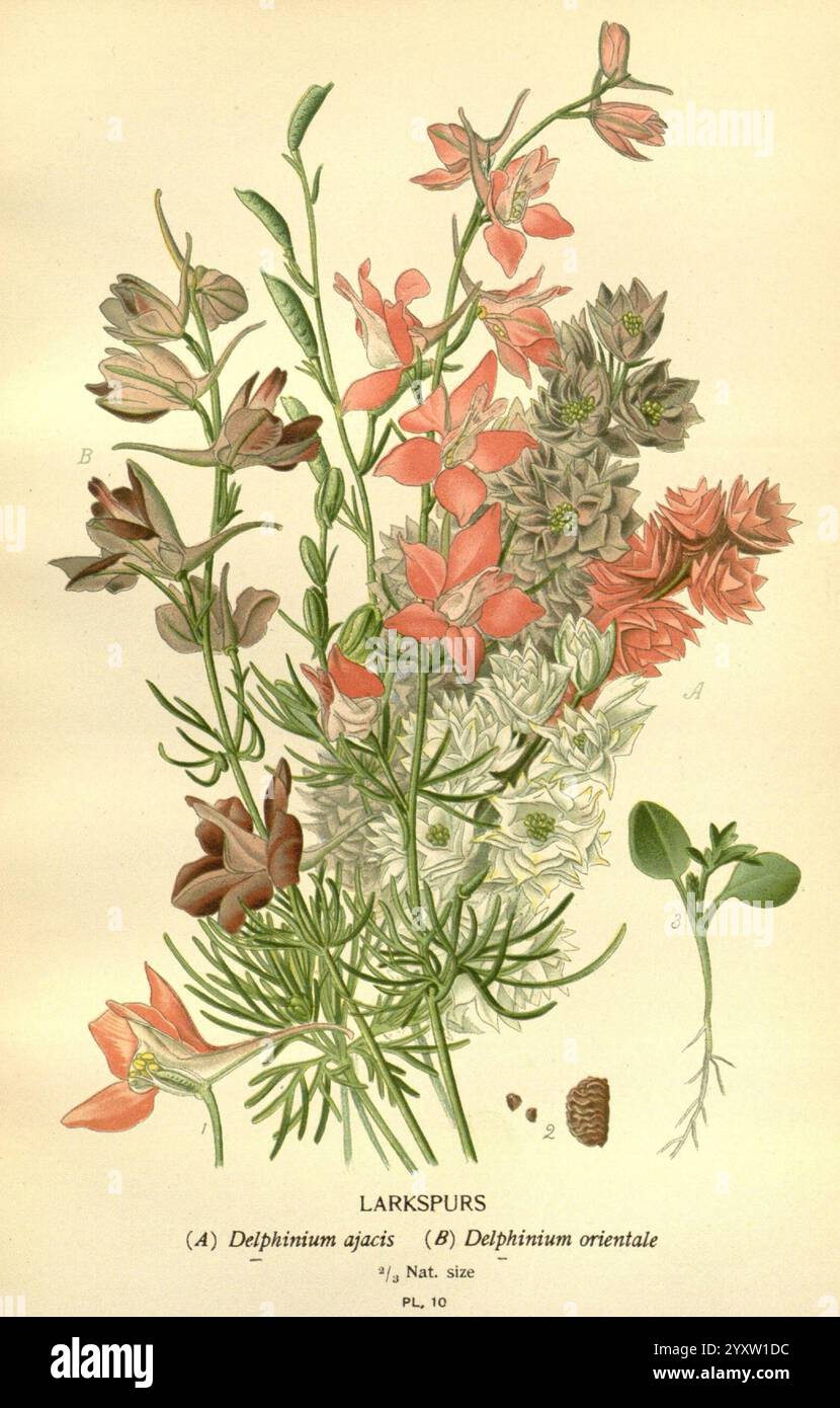 Lieblingsblumen des Gartens und Gewächshauses, London und New York, Frederick warne & Co, 1896-97, Frankreich, 19. Jahrhundert, Icônes, Blumenzucht, Chromolithographie, Consolida Ajacis, Pflanzen Zierpflanzen, Rbgenr, Consolida Orientalis, diese Illustration zeigt verschiedene Arten von Larksporen, insbesondere Delphinium ajacis und Delphinium orientale. Die Komposition zeigt die detaillierte Struktur der Blumen, einschließlich ihrer unterschiedlichen Blütenblätter Formen und Farben, die von leuchtenden Rosa- und Rottönen bis zu weicheren weiß- und Grüntönen reichen. Um die Blüten herum sind repräsentative Blätter und Samenkapseln, Highli Stockfoto