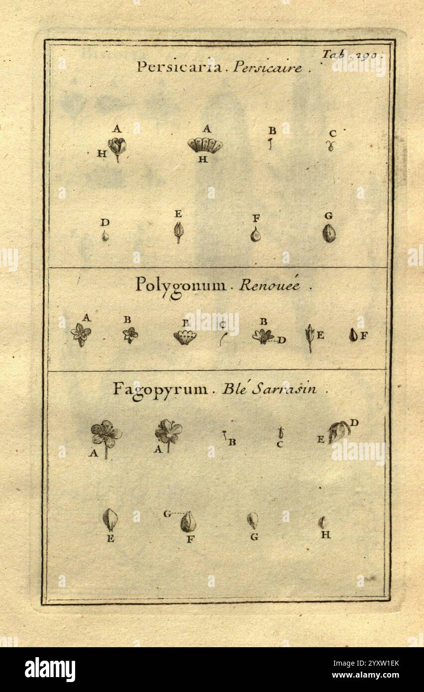 Josephi Pitton Tournefort, Institutiones rei herbariæ, Parisiis, E Typographia Regia, 1700-[1703], Botanik, prälinneanische Werke. die Illustration zeigt eine Reihe von botanischen Zeichnungen, die verschiedene Pflanzenarten zeigen. Die Designs sind mit Buchstaben von A bis H gekennzeichnet, die verschiedene Teile oder Sorten der Pflanzen kennzeichnen. Der erste Abschnitt ist *Persicaria Persicaria* gewidmet, während der zweite Teil *Polygonum Renouée* präsentiert. Der letzte Abschnitt zeigt *Fagopyrum Blé Sarrasin*. Jede Zeichnung wird präzise gerendert, wobei die Besonderheiten der Pflanzen hervorgehoben werden, wie zum Beispiel Stockfoto