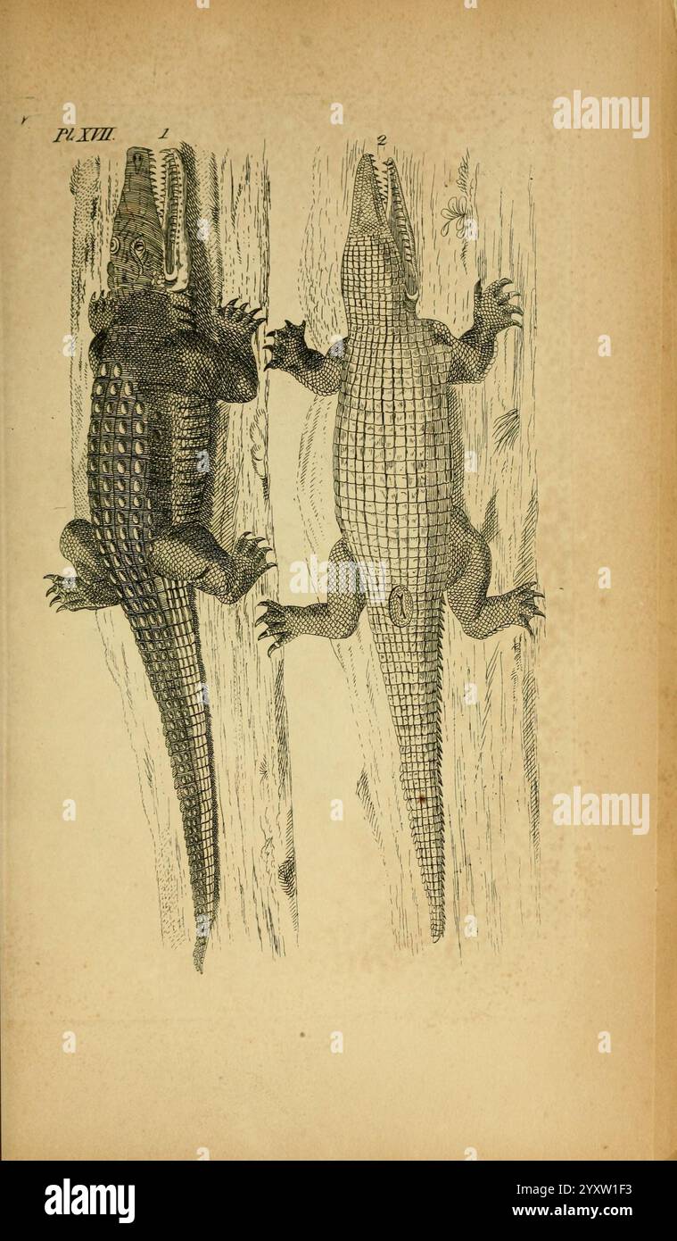 Icones amphibiorum, Hafniae, C. Steen, 1835, Amphibians, Reptilien, Bildwerke, die Illustration zeigt zwei verschiedene Arten von Krokodilen nebeneinander, was einen anatomischen Vergleich ermöglicht. Auf der linken Seite zeigt die Figur einen kürzeren, breiteren Körper mit markanten, robusten Skalen, was auf eine eindrucksvollere Präsenz hindeutet. Die rechte Seite ist schlank, lang gestreckt, zeichnet sich durch feine Skalen und ein stromlinienförmiges Erscheinungsbild aus, das eine schnelle Bewegung im Wasser ermöglicht. Beide Tiere werden mit ausgestreckten Gliedmaßen dargestellt, die vor einem stilisierten Hintergrund liegen, der ihre natürliche Leistung unterstreicht Stockfoto