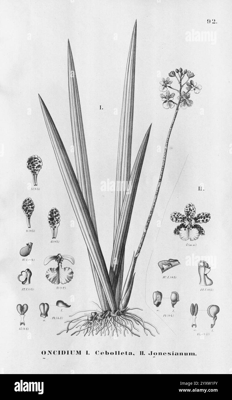 Flora brasiliensis, enumeratio plantarum in Brasilia hactenus detectarum, Monachii et Lipsiae [München & Leipzig], R. Oldenbourg, 1840-1906, Brasilien, Deutschland, Gravur, Botanik, 1840, Uncoloriert, Botaniker, Bildwerke, grafische Medien, die Illustration zeigt die Gattung Oncidium der Orchideen und hebt zwei unterschiedliche Formen hervor. Auf der linken Seite erscheint eine hohe, schlanke Pflanze mit langen Blättern. Dies wird von einer detaillierten Darstellung des Blütenspiegels begleitet, der mit mehreren zarten Blüten verziert ist. Auf der rechten Seite zeigen eine Reihe kleinerer Abbildungen einen genaueren Blick auf den Stockfoto