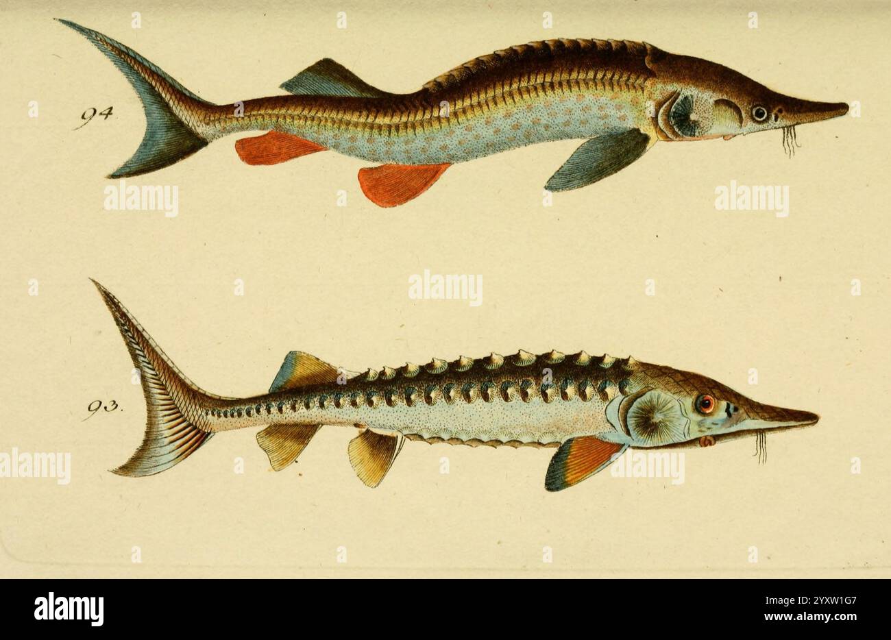 Abbildung und Beschreibung der Fische, Nürnberg, Samuel Winterschmidt, 1787, Fishes, Acipenser sturio, Acipenser ruthenus, der Stör, der Sterlet, Europäischer Seestörer, Sterlet Science DY zeigt die Illustration zwei verschiedene Störarten, die aufgrund ihrer einzigartigen physikalischen Eigenschaften hervorgehoben werden. Der Oberkörper des Störers hat einen stromlinienförmigen Körper, der mit einer Mischung aus blauen und grauen Schuppen verziert ist, ergänzt durch leuchtende rot-orange Flossen. Die längliche Schnauze und die haarartigen Barteln lassen Anpassungen für die Nahrungssuche entlang der Flussbetten vermuten. Der untere Störe ist mit einem kompakteren Körper, Showcasin, dargestellt Stockfoto