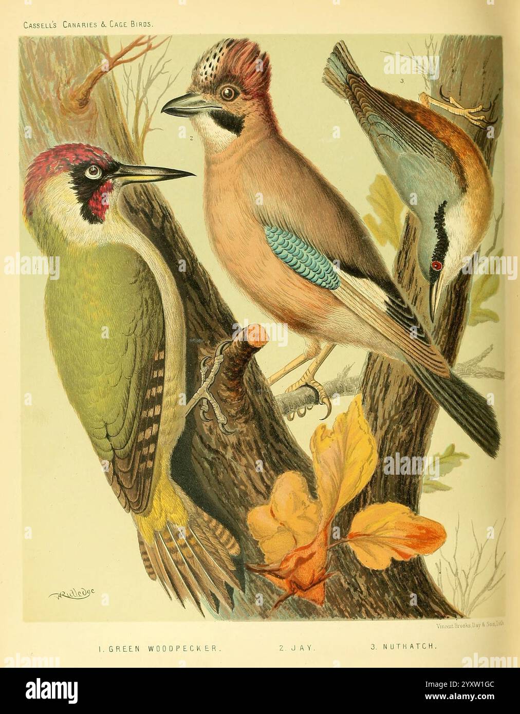 The Illustrated Book of Canaries and Cage-Birds, British and Foreign, Petter, Galpin & Co, [1878?], Käfigvögel, Kanarischen Inseln, Museum für vergleichende Zoologie, Vögel, Ornithologie, das Kunstwerk zeigt drei wunderschön illustrierte Vögel auf Zweigen, die mit Herbstlaub geschmückt sind. Links zeigt der Grüne Spechte sein leuchtendes grünes Gefieder und eine markante rote Krone, die ein Gefühl von Energie ausstrahlt. In der Mitte besticht der Jay mit seinen weichen blauen Federn und markanten Markierungen, die sein elegantes Aussehen unterstreichen. Auf der rechten Seite ist die Nuthatch in einem eher dezenten, aber charmanten Farbkumpel dargestellt Stockfoto