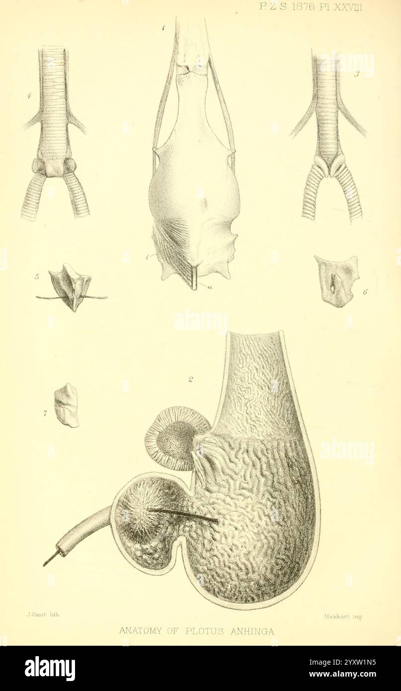 Proceedings of the Zoological Society of London Academic Press Periodicals Zoology Birds Taxonomy binomial = Plotus anhinga Bird Anatomy, diese Illustration zeigt eine detaillierte anatomische Untersuchung einer Art, die verschiedene Strukturen und Organe zeigt. Der obere Abschnitt enthält beschriftete Diagramme des Atmungssystems und der Kiemen, die die komplizierten Designs zur Erleichterung der Atmung hervorheben. Im Folgenden wird der Schwerpunkt auf das Verdauungssystem verschoben, das den Magen mit seiner strukturierten Innenhaut veranschaulicht und die Komplexität des Verdauungsprozesses unterstreicht. Jedes Teil ist sorgfältig beschriftet und bietet einen Stockfoto