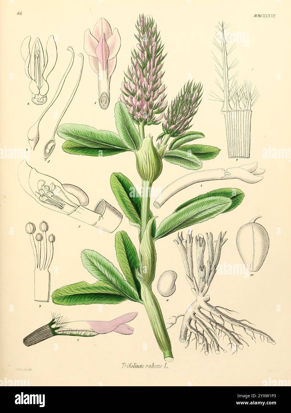 Icones florae Germanicae, Helveticae, Pedemontanae, Tirolensis, Istriacae, Dalmaticae, Austriacae, Hungaricae, Transylvanicae, Moravicae, Borussicae, Holsaticae, Belgicae, Hollandicae, Mediae Europae, Lipsiae, F. Hofmeister, 1834-1912, v. 1, 1850, Europa, Bildwerke, Pflanzen, die Illustration zeigt eine detaillierte Darstellung der Pflanze Trifolium rubens L., allgemein bekannt als Rotklee. Im Mittelpunkt steht ein blühender Stamm mit rosa-violetten Blüten, umgeben von leuchtend grünen Blättern. Verschiedene botanische Elemente begleiten die Hauptpflanze, darunter Darstellungen o Stockfoto