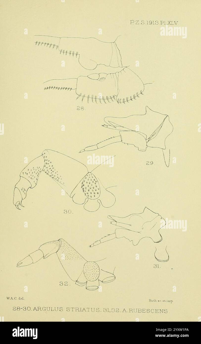 Proceedings of the Zoological Society of London, London, Academic Press, Zeitschriften, Zoologie, Dierkunde zeigt verschiedene anatomische Zeichnungen einer Art, die als Argulus striatus identifiziert wurde und deren morphologische Merkmale detailliert beschreibt. Die Figuren betonen unterschiedliche Körperteile wie die langen Anhängsel, spezielle Sauger und einzigartige Texturen auf der Oberfläche. Jede markierte Zahl entspricht einem bestimmten Aspekt der Struktur des Organismus, was einen Einblick in seine Biologie und seine Anpassungen als aquatischer Parasit ermöglicht. Die Genauigkeit der Darstellungen dient zur Verbesserung des Stockfoto