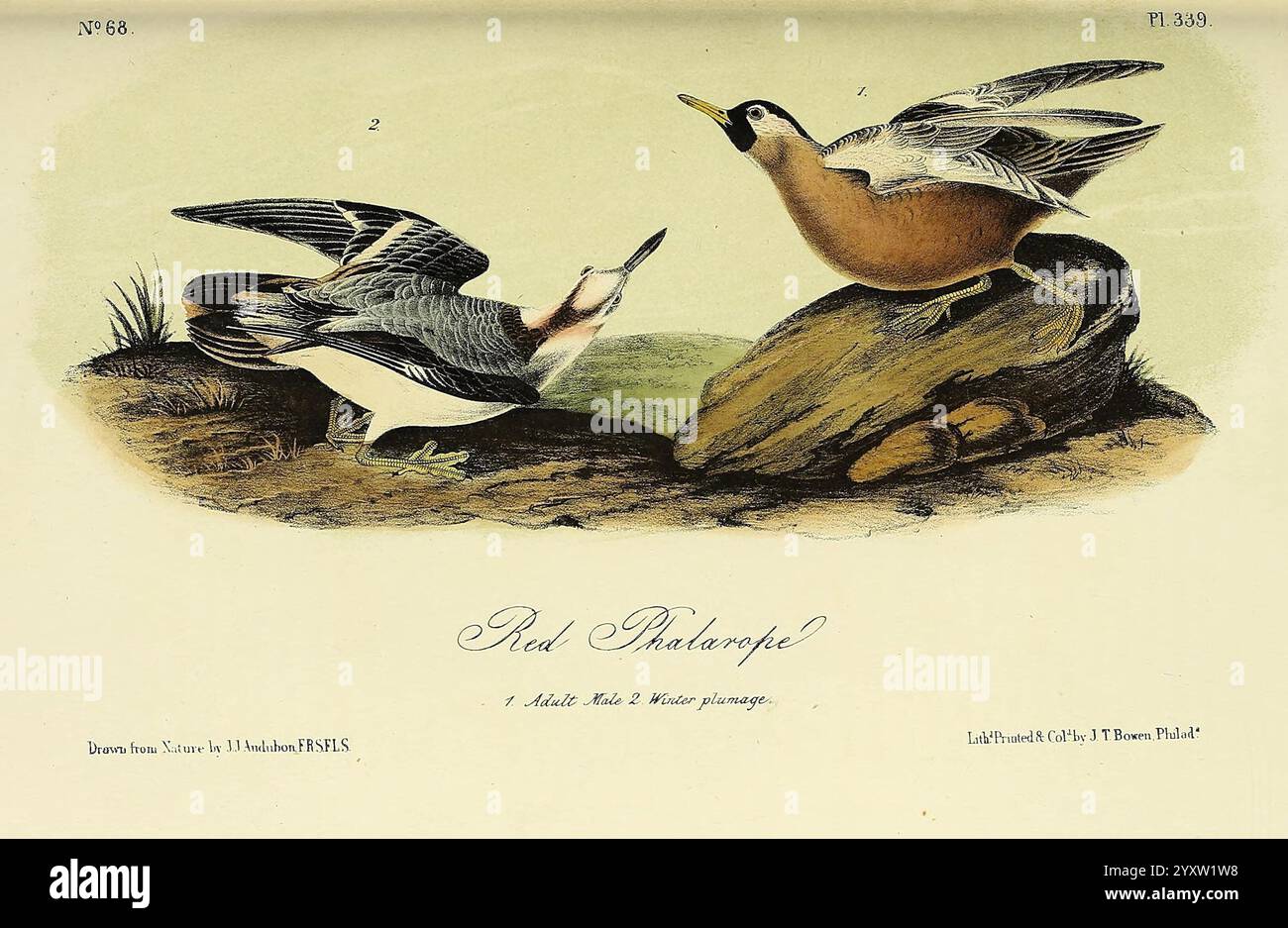 The Birds of America New York G. R. Lockwood 1871 1839 Birds North America Pictorial Works, die Illustration zeigt zwei verschiedene Arten von Enten, die auf einem Felsvorsprung thronen. Die erste Ente, die links zu sehen ist, hat einen satten, rotbraunen Körper mit einer helleren Unterseite, die ein lebendiges, auffälliges Aussehen bietet. Sein Kopf ist durch einen dunkleren Farbton gekennzeichnet, der zu einem eleganten Schein führt. Die zweite Ente auf der rechten Seite ist mit einer abwechslungsreicheren Farbgebung dargestellt, einschließlich Grau- und Weißtönen, und hat ein auffälliges gemustertes Gefieder. Beide Vögel sind zueinander ausgerichtet, wahrscheinlich greifen sie ein Stockfoto