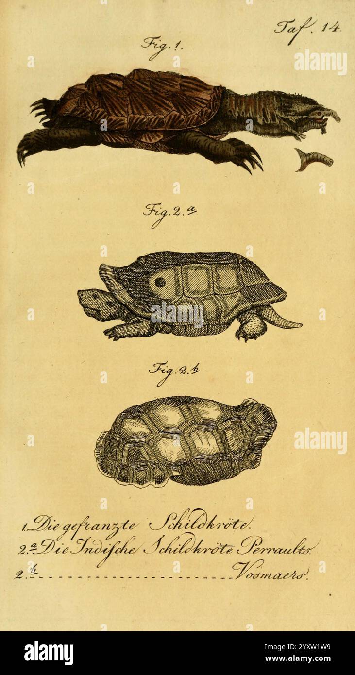 Herr de la Cepede's Naturgeschichte der Amphibien Weimar, Verlage des Industrie-Comptoir's, 1800-1802. Amphibien, Reptilien, die Illustration zeigt drei verschiedene Schildkrötenarten, jede in einer einzigartigen Pose dargestellt. Die obere Figur zeigt eine große Schildkröte in seitlicher Position, die ihre robuste Form unterstreicht. Die mittlere Figur zeigt eine Schildkröte mit einer markanten kuppelförmigen Schale, die aus einer leicht abgewinkelten Ansicht dargestellt wird, um ihre Merkmale hervorzuheben. Die untere Abbildung zeigt eine Schildkröte, die von oben betrachtet wird, und zeigt die komplizierten Muster auf ihrer Schale. Jede Schildkröte ist mit einer Zahlennummer versehen, Konr Stockfoto