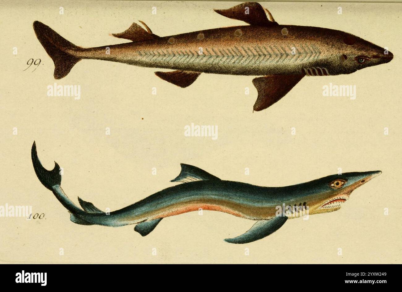 Abbildung und Beschreibung der Fische, Nürnberg, Samuel Winterschmidt, 1787, Hai, Fische, die Abbildung zeigt zwei verschiedene Fischarten, beide elegant detailliert. Der obere Fisch zeigt einen stromlinienförmigen Körper mit einer Reihe kleiner, kreisförmiger Flecken entlang des Rückens, gepaart mit einem gemusterten Bauch, der eine einzigartige Anpassung an seine aquatische Umgebung suggeriert. Die Lamellen sind hervorstehend und vermitteln ein Gefühl von Agilität. Unten zeigt der zweite Fisch eine länger gezogene und leicht abgeflachte Form, die sich durch eine auffallend lebhafte Färbung vor allem in Blau- und g-Tönen auszeichnet Stockfoto