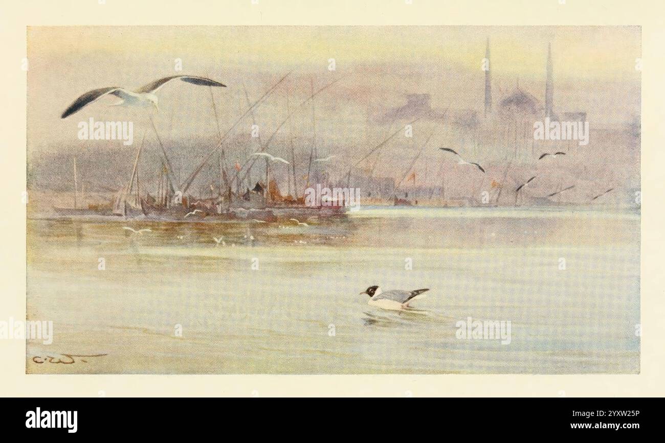 Ägyptische Vögel zum größten Teil im Niltal, London, 1909, Birds, Ägypten, Larus ridibundus, Larus fuscus, 598262, die Szene zeigt eine ruhige Wasserlandschaft, in der ein ruhiger Wasserkörper die sanften Farben eines nebeligen Sonnenaufgangs reflektiert. Im Vordergrund gleitet ein einsamer Vogel anmutig über die Oberfläche und erzeugt sanfte Wellen. In der Mitte des Erdbodens liegen mehrere Boote vor, deren Silhouetten teilweise durch eine trübe Atmosphäre verdeckt werden, die auf einen frühen Morgen hindeutet. Im Hintergrund erheben sich markante architektonische Formen gegen die Skyline, die möglicherweise auf eine antike Stadt mit soa hinweisen Stockfoto