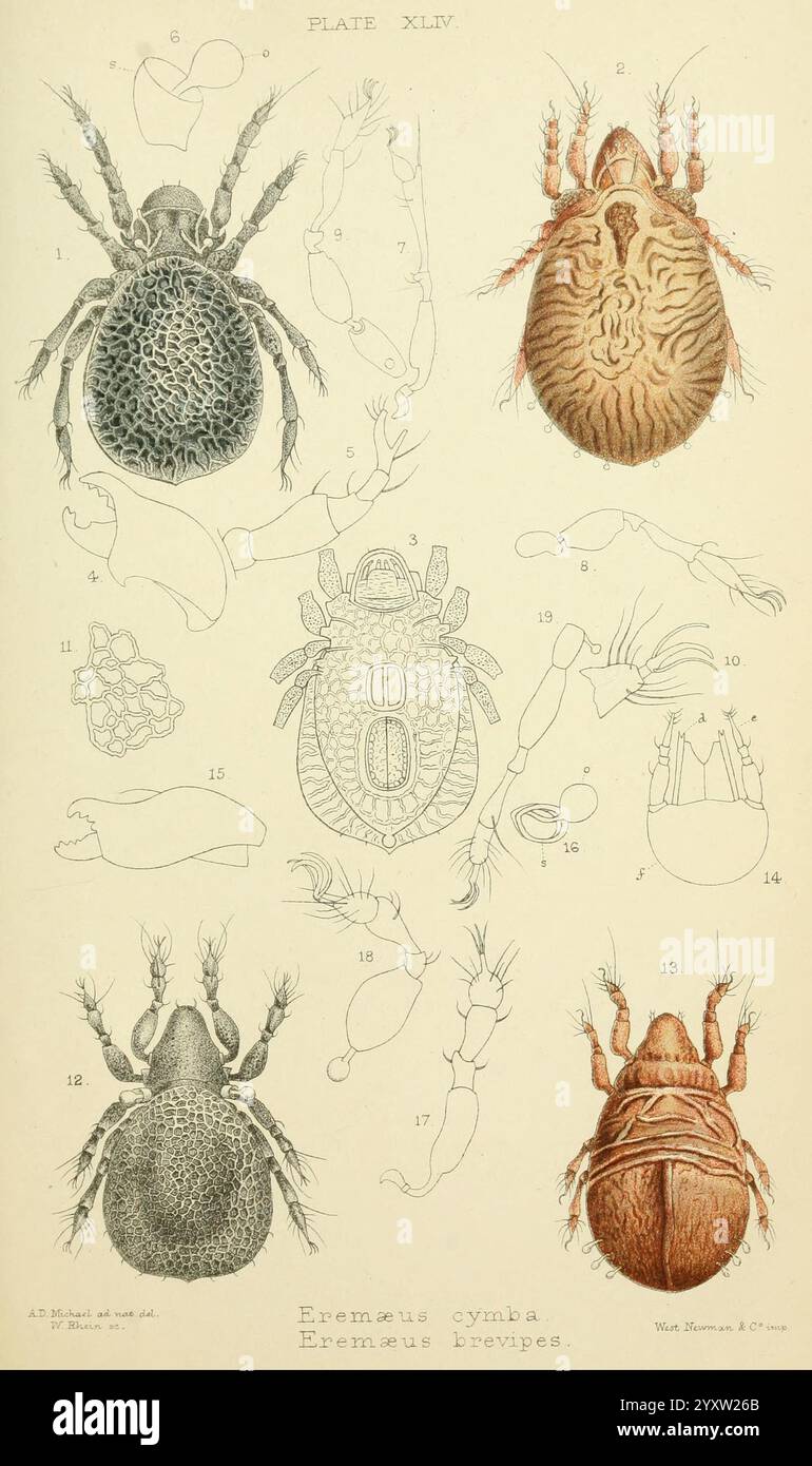 British, Oribatidae, London, The Ray Society, 1884-1888, Grossbritannien, Milben, Arachnida, Oribatidae, diese Illustration zeigt verschiedene detaillierte Darstellungen von Arachniden, insbesondere die Gattung Eremerus. Die Arbeit zeigt mehrere Ansichten einzelner Exemplare und hebt deren Besonderheiten wie Körperformen, Texturen und Anhängen hervor. Jeder Eintrag ist mit Zahlen gekennzeichnet und enthält sowohl stilisierte als auch anatomische Darstellungen, was die Komplexität und Vielfalt dieser Gruppe kleiner Arthropoden unterstreicht. Das Gesamtlayout ist für Bildungszwecke organisiert, was es bedeutet Stockfoto