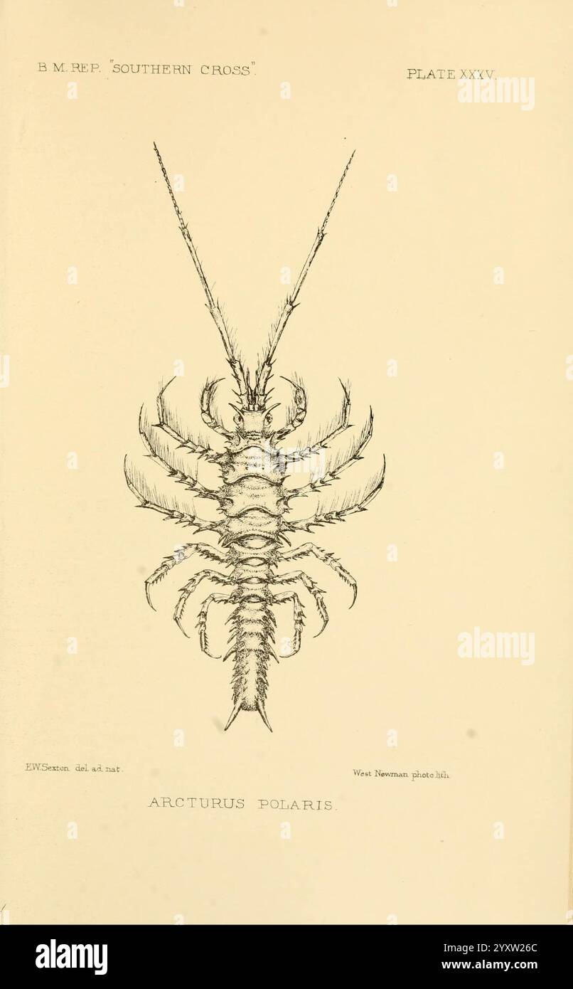 Bericht über die Sammlungen der Naturgeschichte, die in den antarktischen Regionen während der Reise des „Südkreuzes“ gemacht wurden. London, 1902, Antarktis, Botanik, Wissenschaftliche Expeditionen, Southern Cross Schiff, Zoologie, Elsie Wilkins Sexton, Arcturus Polaris, Antarcturus Polaris, Krustentier, Isopod, Elsie Wilkins Sexton, Women in Science, eine Illustration von Arcturus Polaris, die eine detaillierte Darstellung der Meeresbewohner zeigt. Jedes Segment des Körpers ist aufwändig gerendert, wobei das segmentierte Exoskelett und die verlängerten Anhängsel hervorgehoben werden. Die Gliedmaßen sind hervorgehoben und zeigen ihre Gelenke Stockfoto