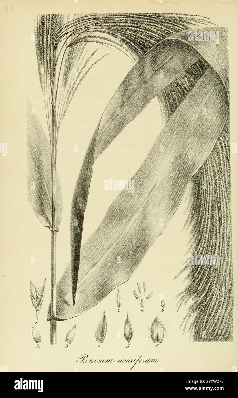 Art Graminum, Petropoli, Impensis Academiae Imperialis Scientiarum, 1828-1836, Gramineae, Bildwerke, Gräser, eine Illustration über die komplizierte Struktur von Panicum laxiflorum, einer Grasart. Das Bild zeigt die langen, bogenförmigen Blätter, die typisch für diese Pflanze sind, und betont ihre glatte Textur und einzigartige Form. Unter dem Hauptstamm und den Blättern sind mehrere kleinere Komponenten abgebildet, die wahrscheinlich die verschiedenen Teile der Blüte oder des Samenkopfes darstellen, die jeweils mit einer nummerierten Referenz zur detaillierten Identifizierung gekennzeichnet sind. Diese visuelle Darstellung hilft beim Verständnis der botanica Stockfoto