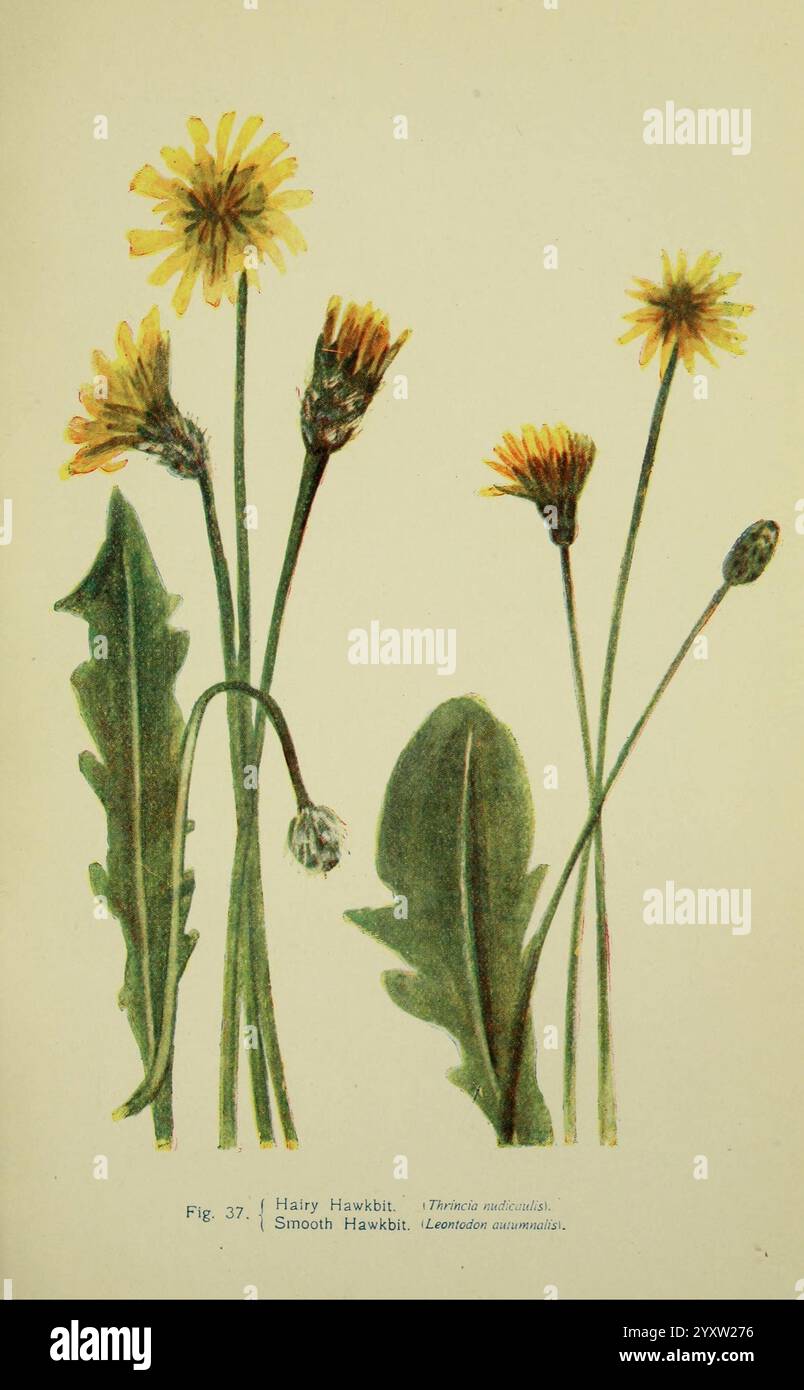 Flowers of the Field London Society for Promotion Christian Knowledge 1911 Great Britain pflanzt Botanik Blume Flowers Hairy Hawkbit thrincia nudicaulis leontodon crispus Smooth Hawkbit Herbst Hairy Hawkbit leontodon autumnalis scorzoneroides autumnalis, Eine botanische Illustration, die zwei Arten von Hairy Hawkbit zeigt: Den Hawkbit und den Smooth Hawkbit. Der Haarige Hawkbit ist mit schlanken Stielen dargestellt, die in hellgelben Blumenköpfen enden und ein leicht behaartes Aussehen aufweisen, während der glatte Hawkbit durch seine glatteren Blätter und eine ähnliche Blütenstruktur gekennzeichnet ist. Beide Pflanzen werden mit wi gemacht Stockfoto
