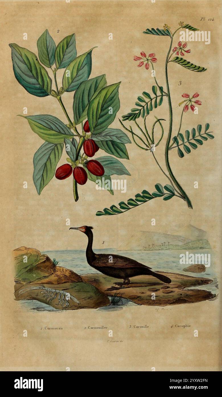 Dictionnaire, pittoresque, d'histoire, naturelle, et, des, phénomènes, de, la, Nature, Paris, 1833-[1840]., die Illustration zeigt eine Vielzahl von botanischen und wilden Elementen. Im oberen Bereich ist eine Gruppe von leuchtend roten Beeren dargestellt, umgeben von üppig grünen Blättern, die eine reiche Textur und Details aufweisen. Daneben sind zarte rosafarbene Blüten neben schmalen grünen Stielen abgebildet, die eine vielfältige Pflanzenart darstellen. Stockfoto