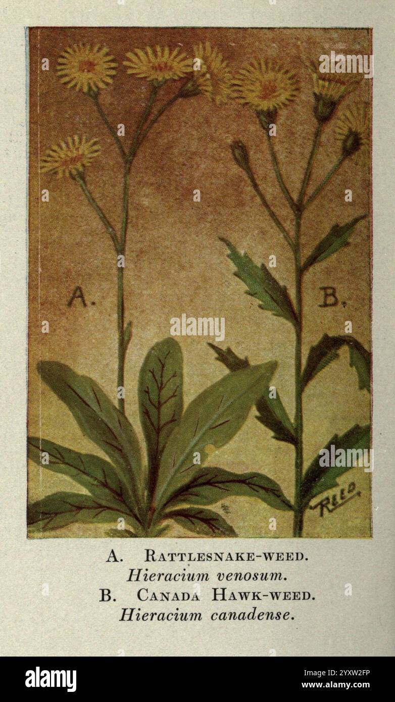 Wildblumen östlich der Rockies New York Doubleday Page 1910 Vereinigte Staaten Wildblumen zeigt die Abbildung zwei unterschiedliche Pflanzenarten aus der Gattung Hieracium. Auf der linken Seite mit der Bezeichnung „A“ ist Klapperschlange-Unkraut (Hieracium venosum), gekennzeichnet durch seine langen Blätter und eine Gruppe hellgelber Blüten. Auf der rechten Seite mit der Bezeichnung „B“ ist Canada Hawk-Weed (Hieracium canadense), erkennbar an seiner ähnlichen Blütenstruktur, aber unterschiedlichen Blattform. Beide Pflanzen weisen unterschiedliche Blattanordnung und Blütenpositionierung auf, was die Vielfalt innerhalb der Gattung Hieracium unterstreicht. Die artis Stockfoto