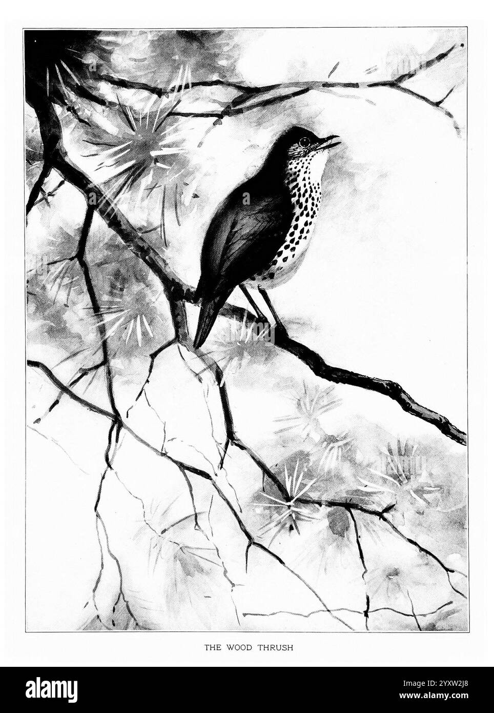 Vogelporträts, Boston, Ginn & Company, 1901, Birds, Hylocichla Mustelina, Holzdrossel, Eine detaillierte Abbildung einer Holzdrossel, die anmutig auf einem Ast thront. Der Vogel zeigt eine auffällige Kombination aus dunklem Gefieder und einem charakteristischen gefleckten weißen Unterbauch, was seine Schönheit unterstreicht. Um die Drossel herum verflechten sich Äste vor einem weichen Hintergrund, während Laubtöne der Szene Tiefe verleihen. Die Komposition fängt das Wesen dieses waldgesangvogels ein und zeigt seine elegante Haltung und sein aufmerksames Auftreten, während er in die Ferne blickt. Unter dem Kunstwerk steht der Titel „The Wood Thru Stockfoto