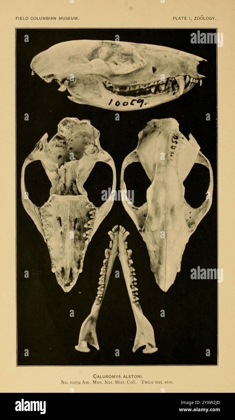 Die Land- und Meeressäuger Mittelamerikas und Westindiens. Chicago, Field Columbian Museum, 1904. Kolumbien, Nordamerika, Säugetiere, Westindien, Caluromys alstoni, die Ausstellung zeigt detaillierte wissenschaftliche Illustrationen eines Schädels und der dazugehörigen Kieferknochenstrukturen, vermutlich eines Meeressäugers, in Anbetracht des Zusammenhangs, den der Titel „California Sea Lion“ bietet. Der obere Abschnitt zeigt eine frontale Ansicht des Schädels mit ausgeprägten Nasenöffnungen und ausgeprägten Orbiten. Die folgende Abbildung enthält eine Seitenansicht, die die gestreckte Form und die komplizierten Merkmale des Schädels zeigt. Die untere po Stockfoto
